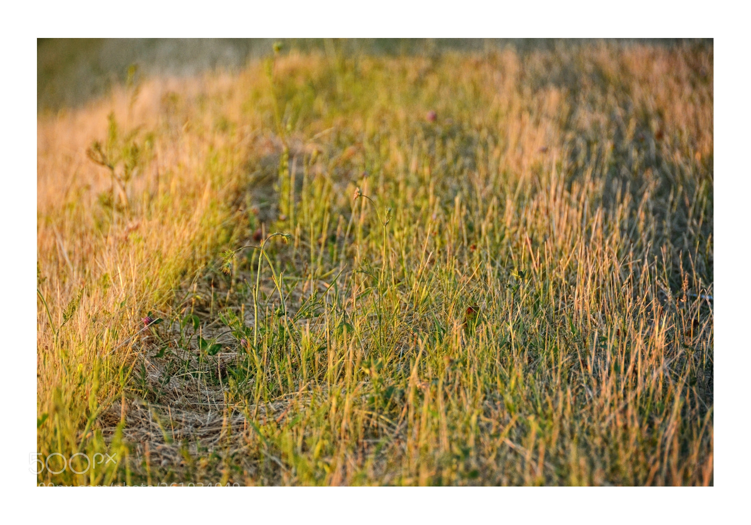 Nikon D7000 sample photo. Along the meadow path photography