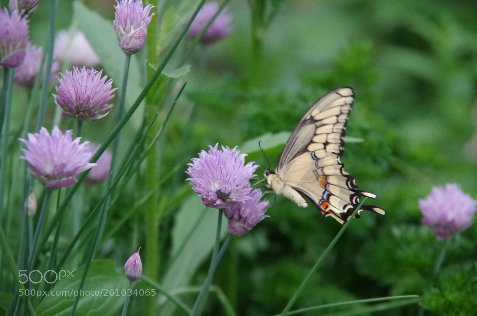 Pentax K-50 sample photo. Untitled photography