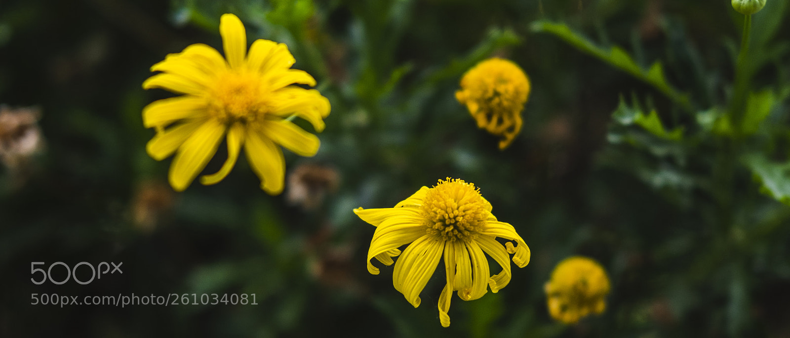 Fujifilm X-Pro2 sample photo. Up close photography