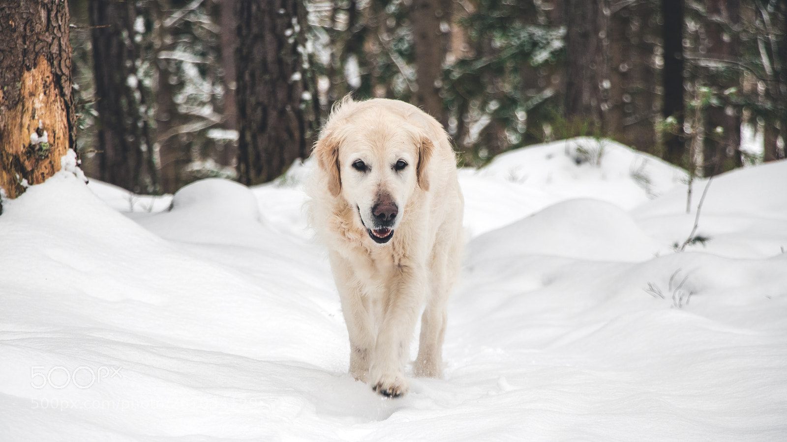 Canon EOS 80D sample photo. Louie enjoying the cold photography