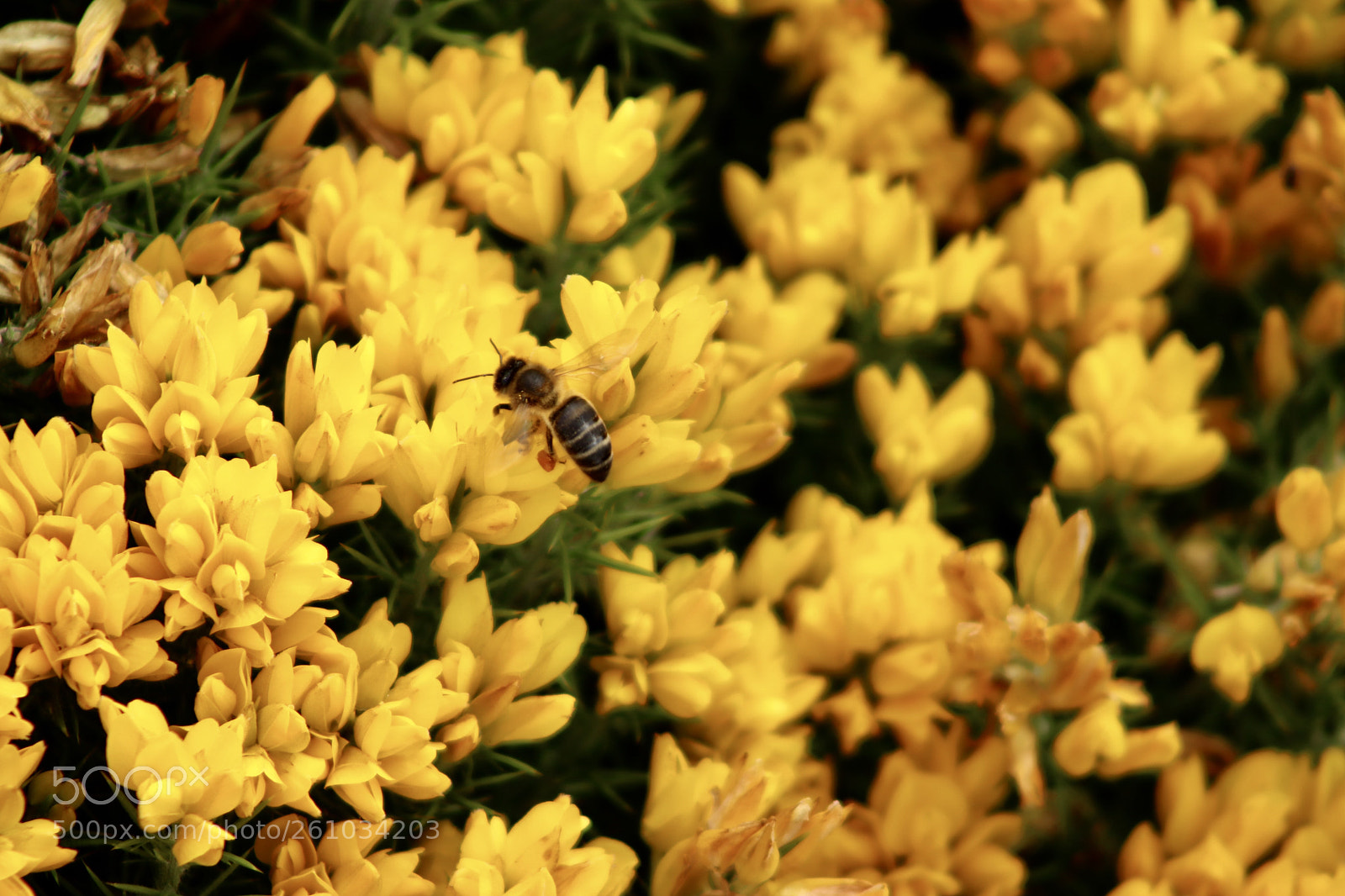 Canon EOS 80D sample photo. Wild flower photography