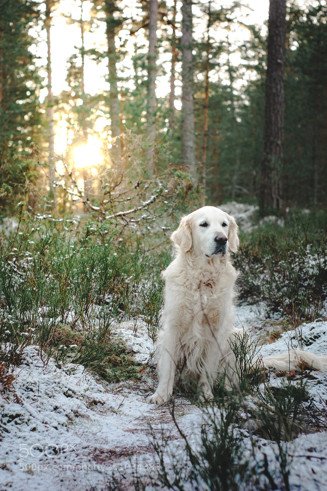 Canon EOS 450D (EOS Rebel XSi / EOS Kiss X2) sample photo. Sun, snow and louie photography