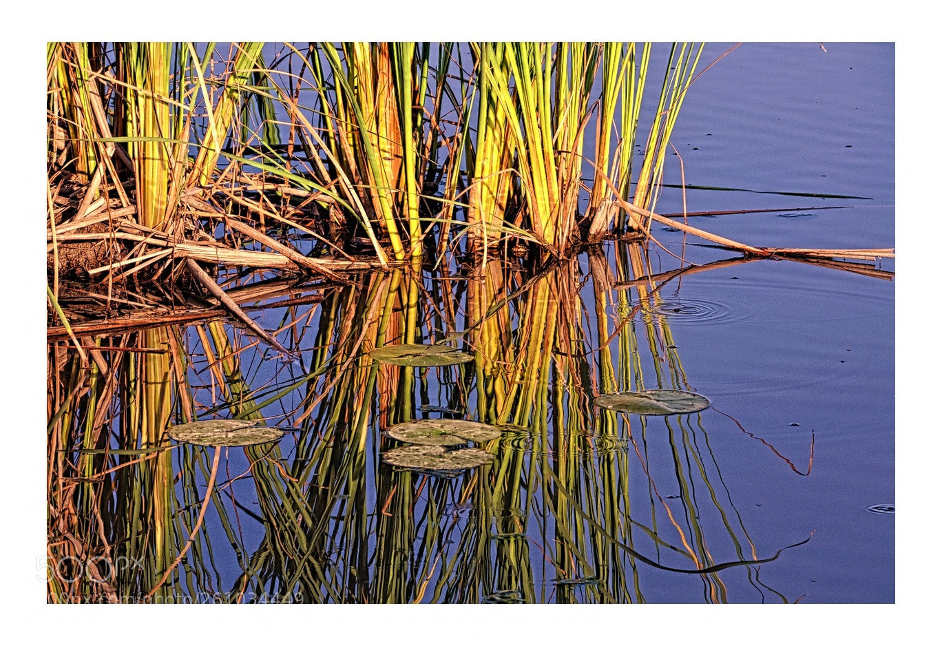 Nikon D7000 sample photo. Summertime in the marsh photography