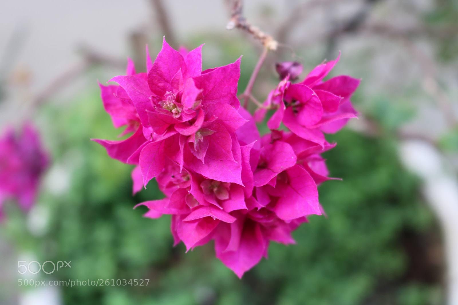 Canon EOS 750D (EOS Rebel T6i / EOS Kiss X8i) sample photo. Primavera photography