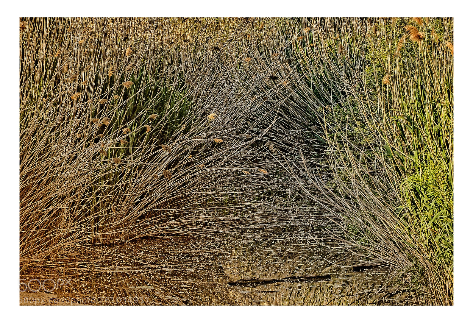 Nikon D5000 sample photo. Summer in the marsh photography