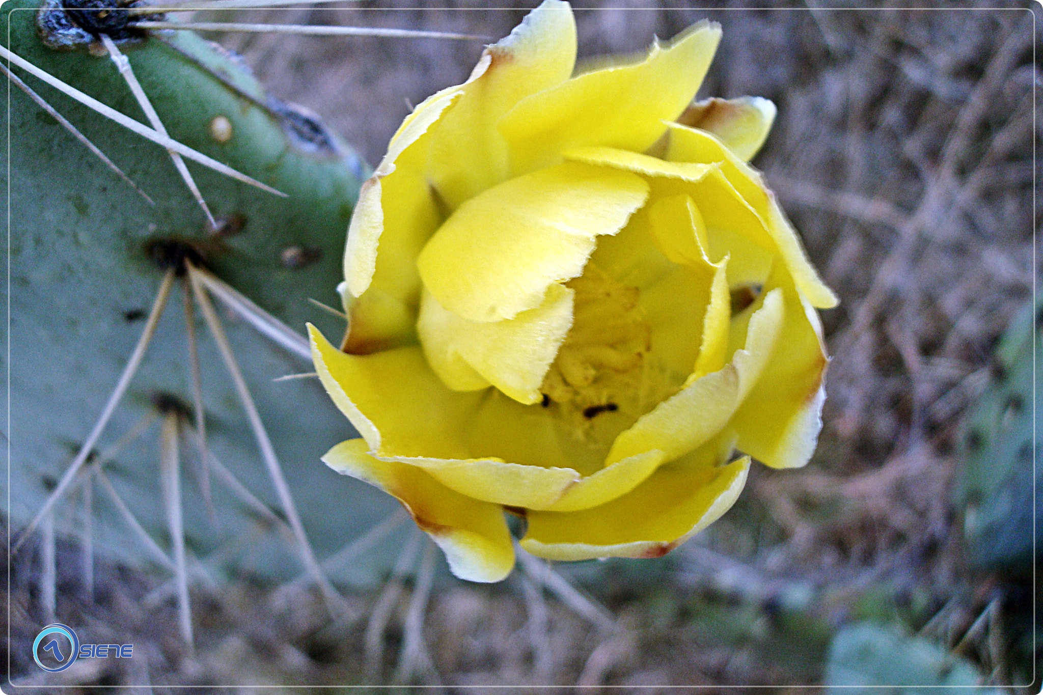 Sony DSC-W90 sample photo. Flor de tuna photography