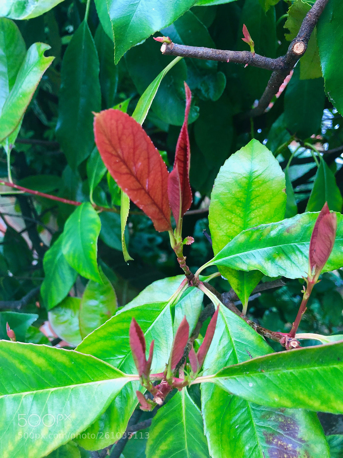 Apple iPhone X sample photo. Untitled photography