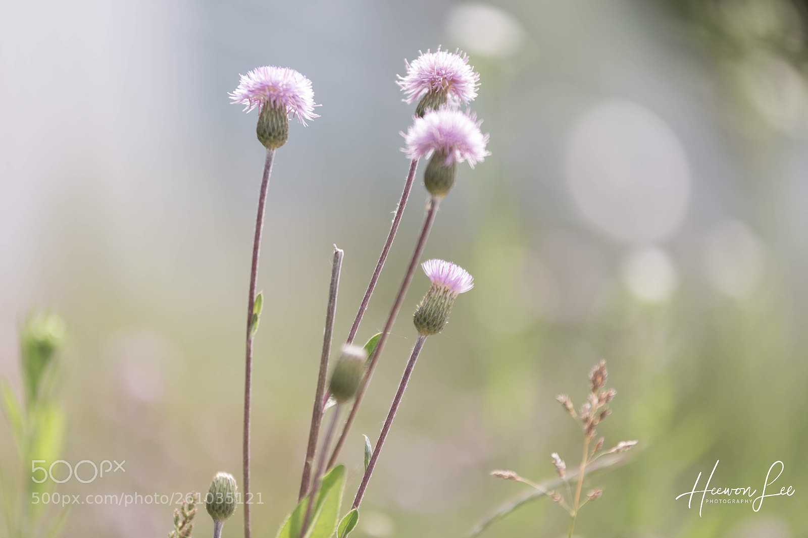 Canon EOS 6D sample photo. ¢ℓσѕє тσ уσυ  photography