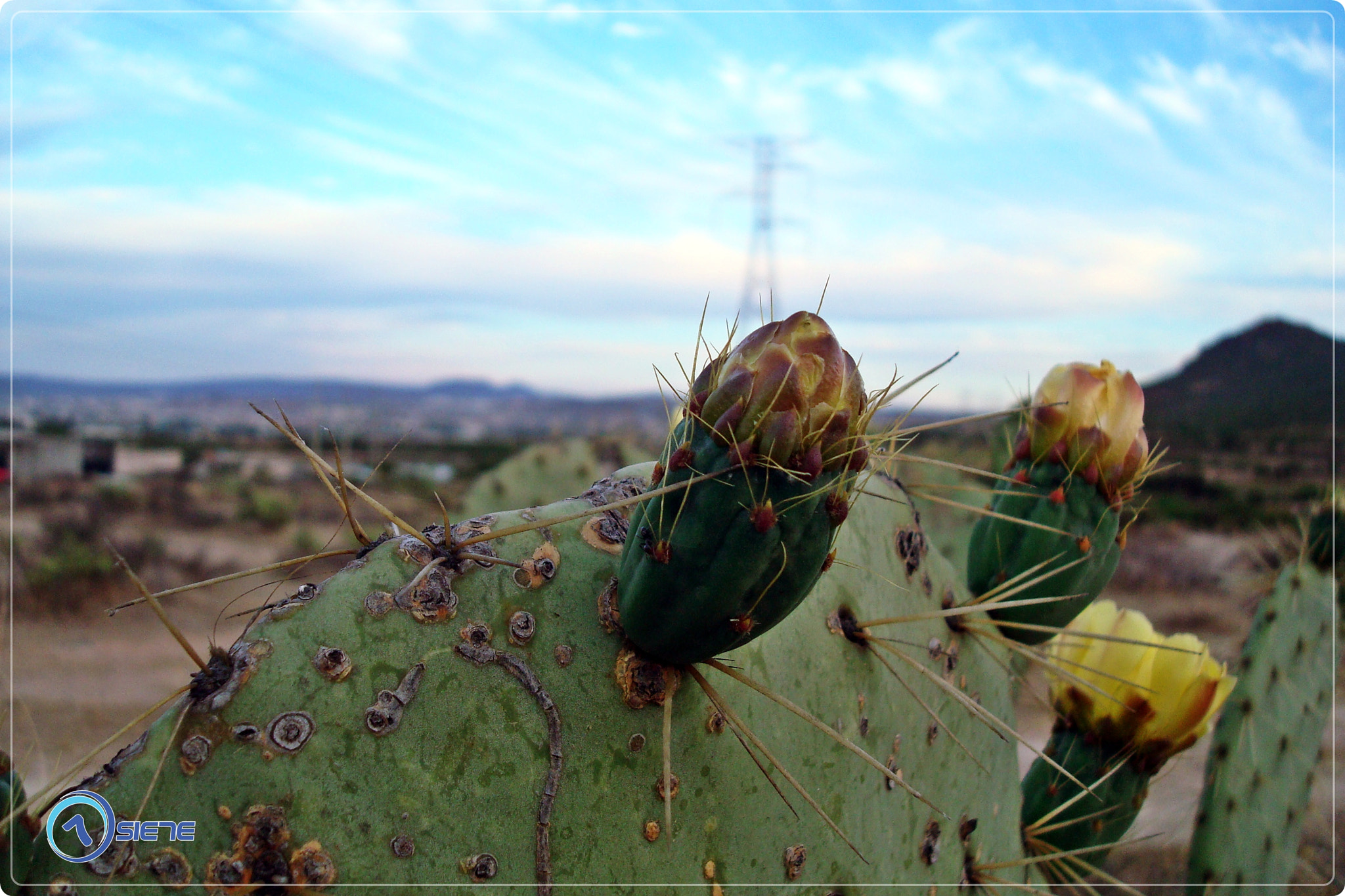 Sony DSC-W90 sample photo. Tunas & nopal photography