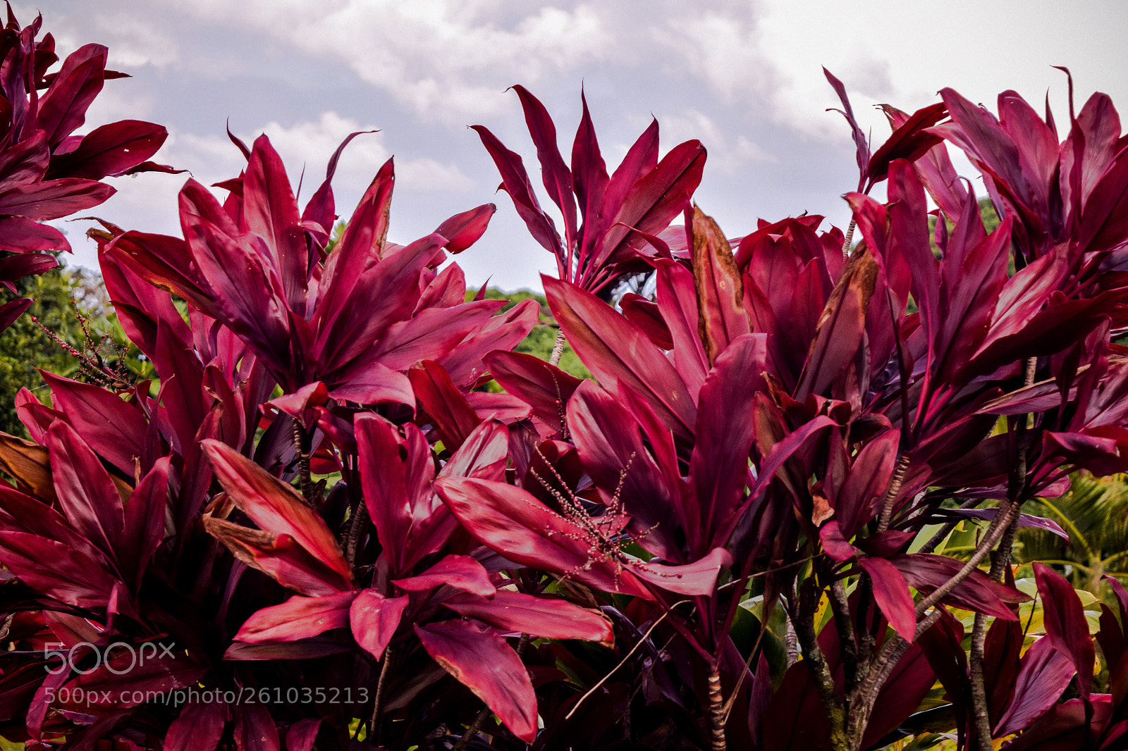 Nikon D3300 sample photo. Magenta photography