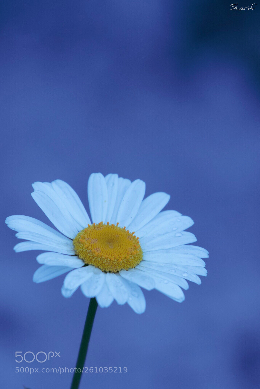 Canon EOS 750D (EOS Rebel T6i / EOS Kiss X8i) sample photo. Simplicity  photography