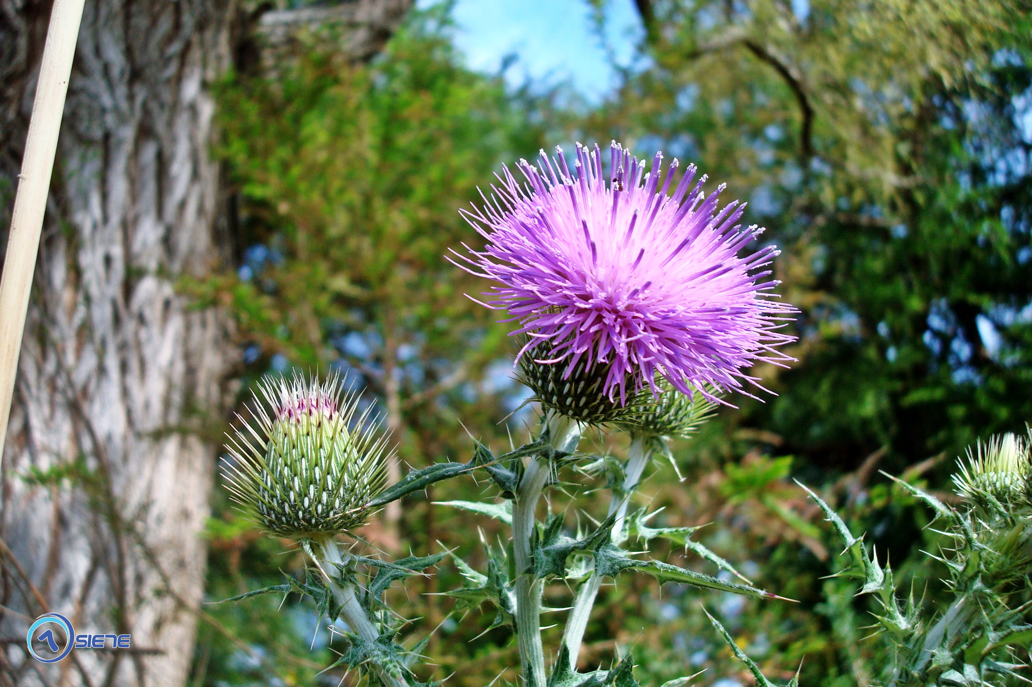 Sony DSC-W90 sample photo. Flor silvestre photography