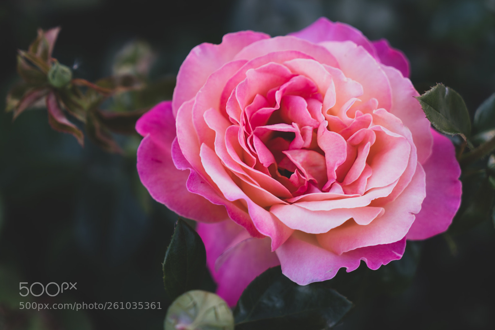 Sony a7R II sample photo. Dsc photography