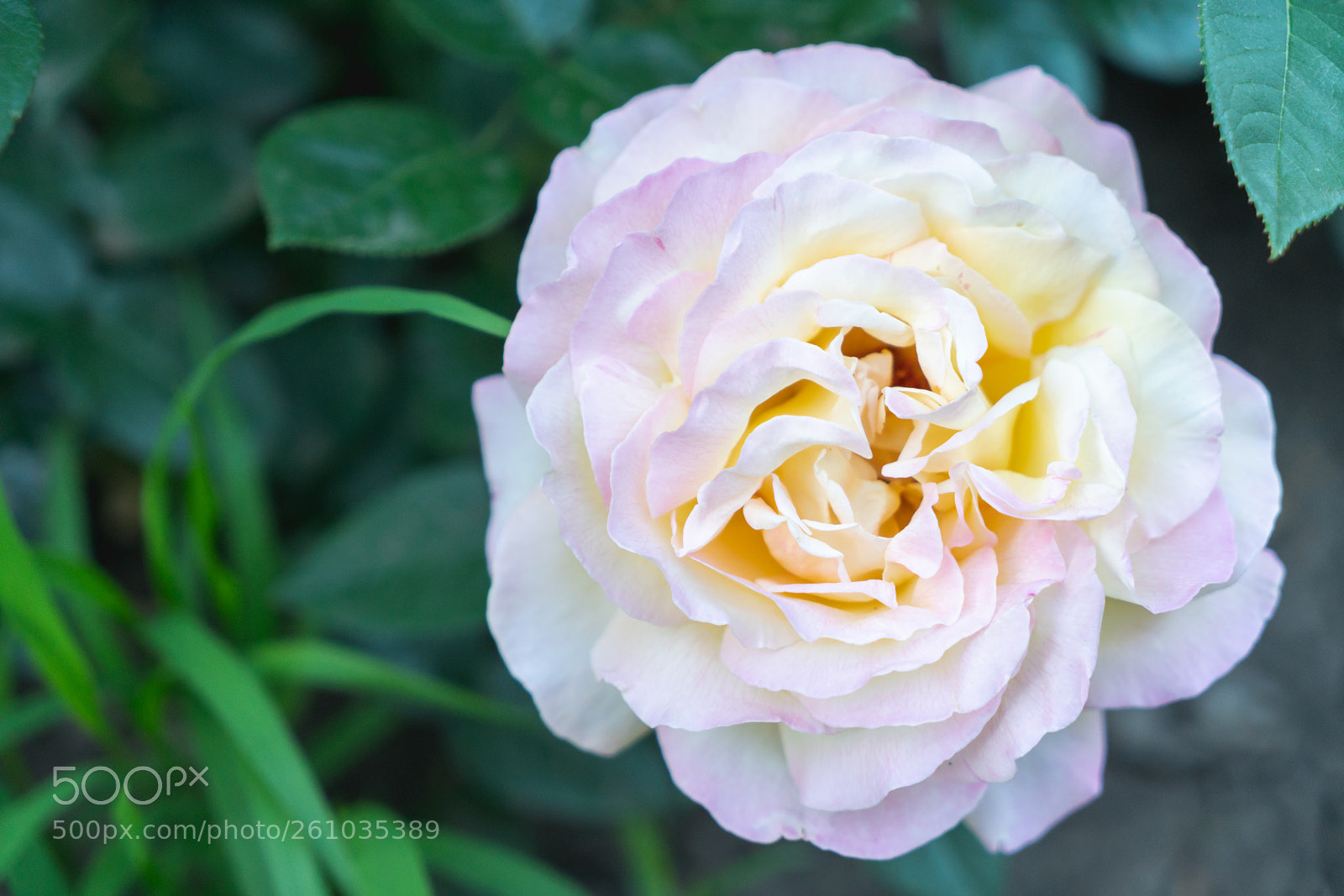 Sony a7R II sample photo. Dsc photography