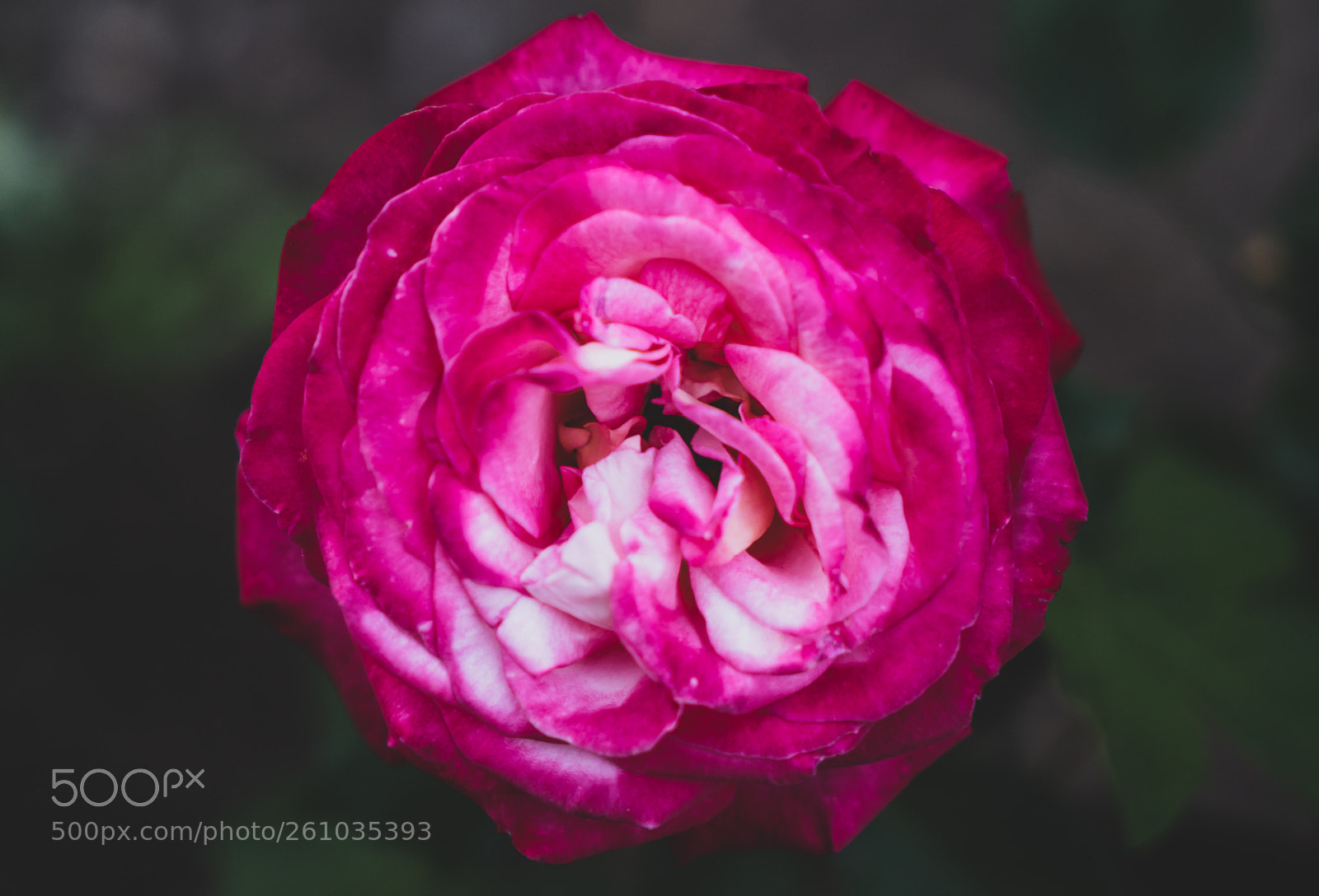 Sony a7R II sample photo. Dsc photography