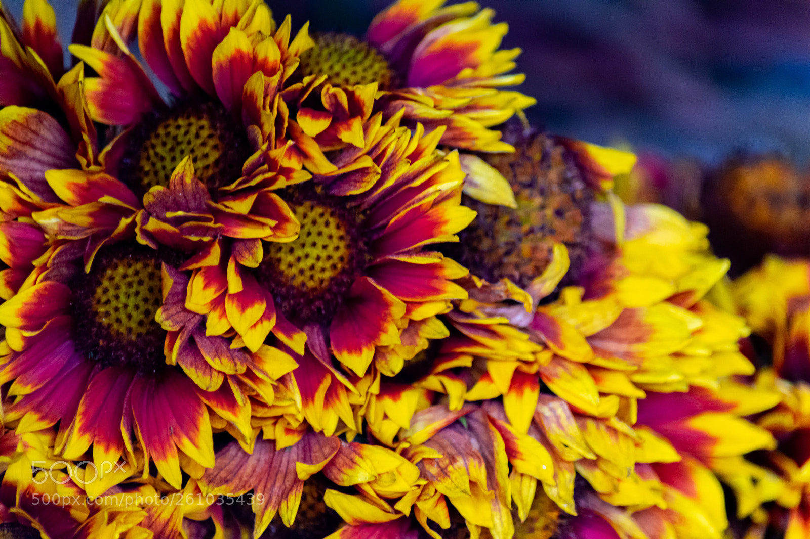 Nikon D5300 sample photo. Untitled photography