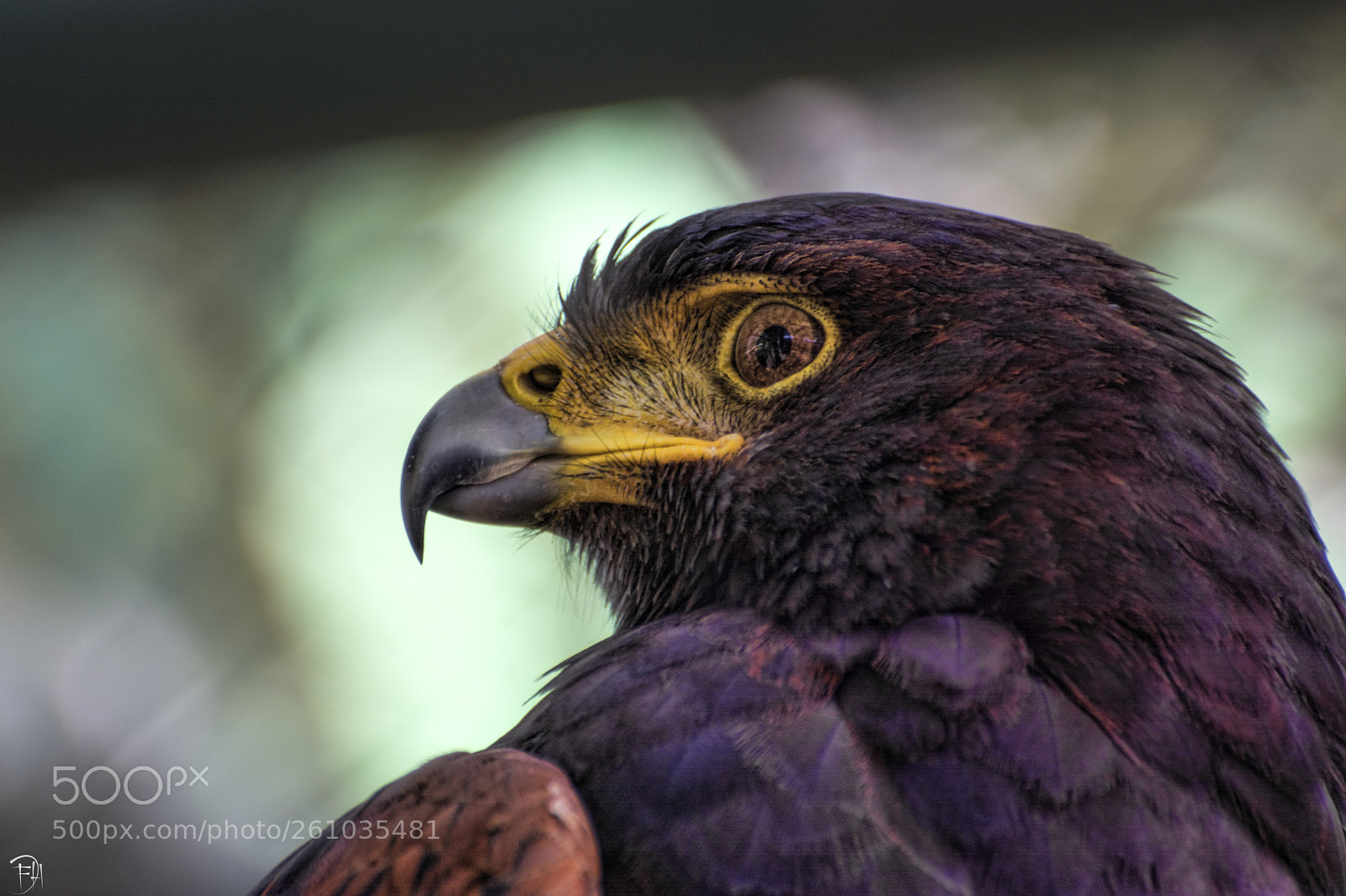 Nikon D7100 sample photo. Bird photography