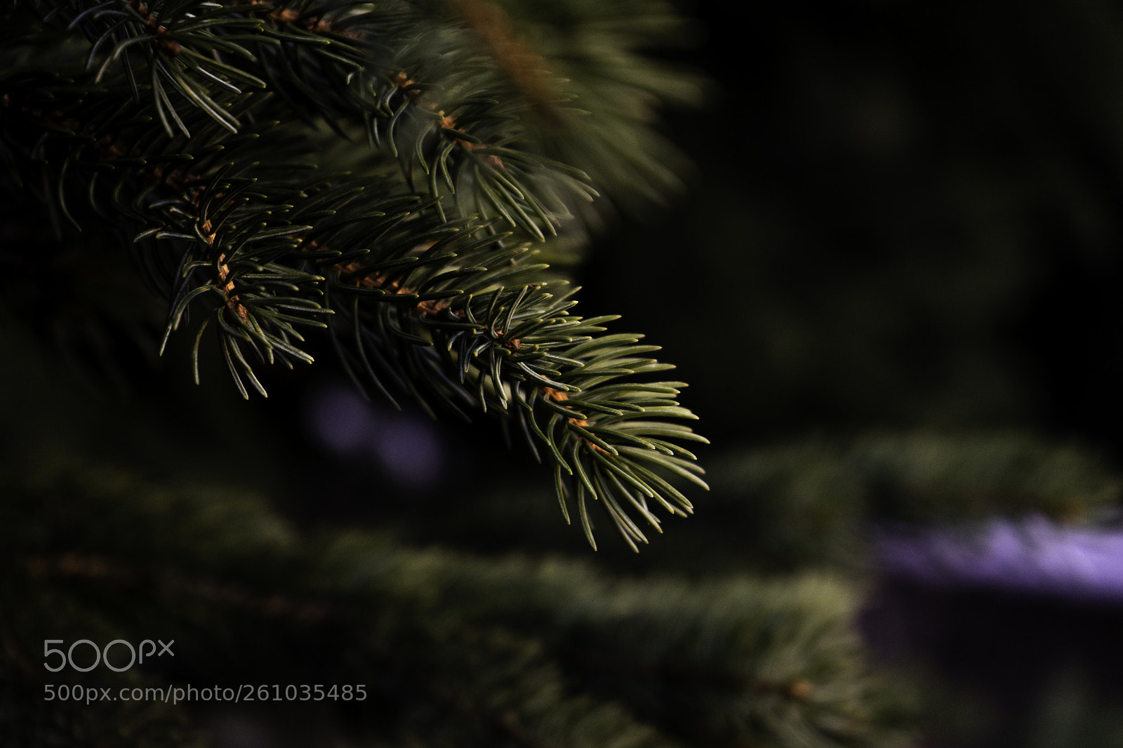 Sony a7 II sample photo. Evergreen tree needles photography
