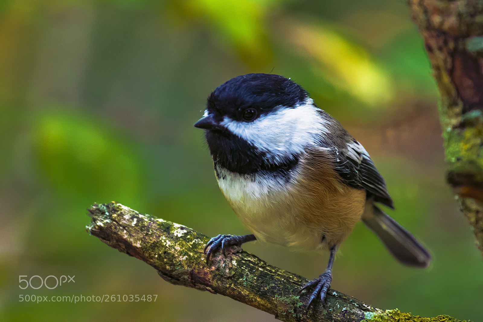 Canon EOS 80D sample photo. Chickadee photography