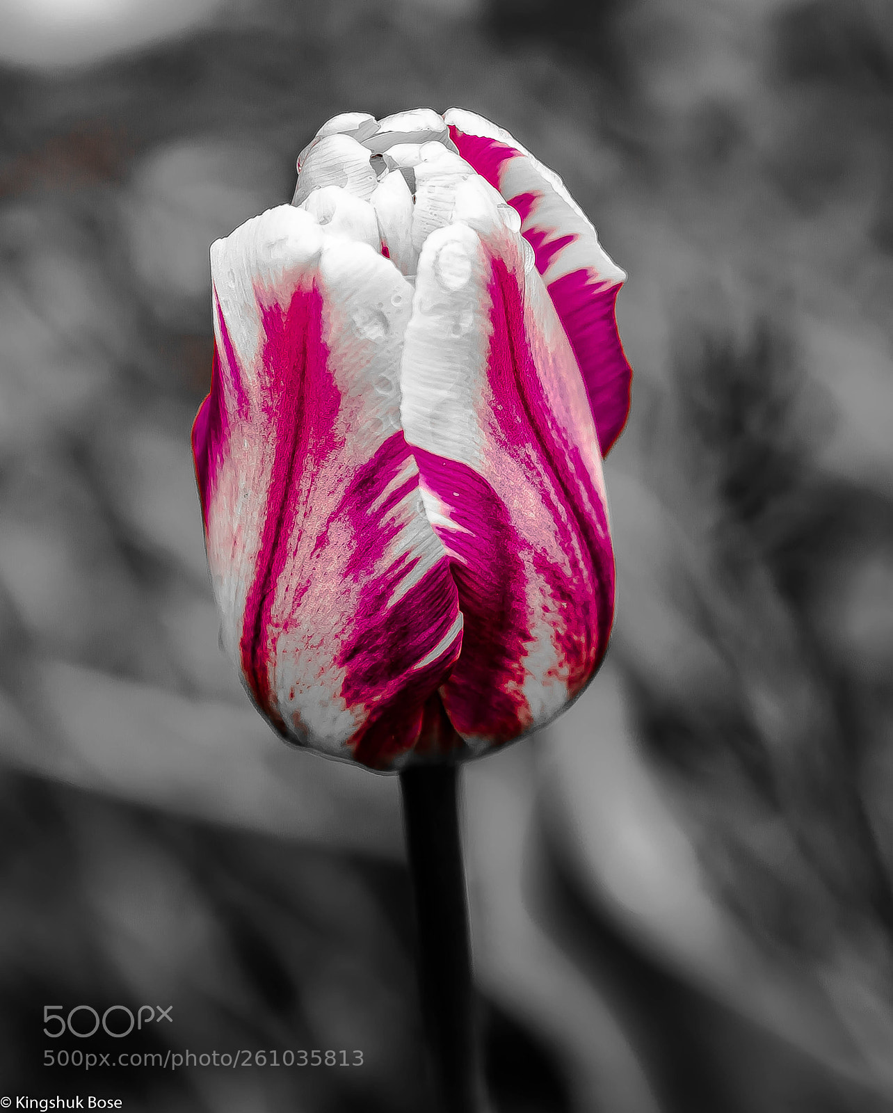 Canon EOS 750D (EOS Rebel T6i / EOS Kiss X8i) sample photo. Colors of spring a photography