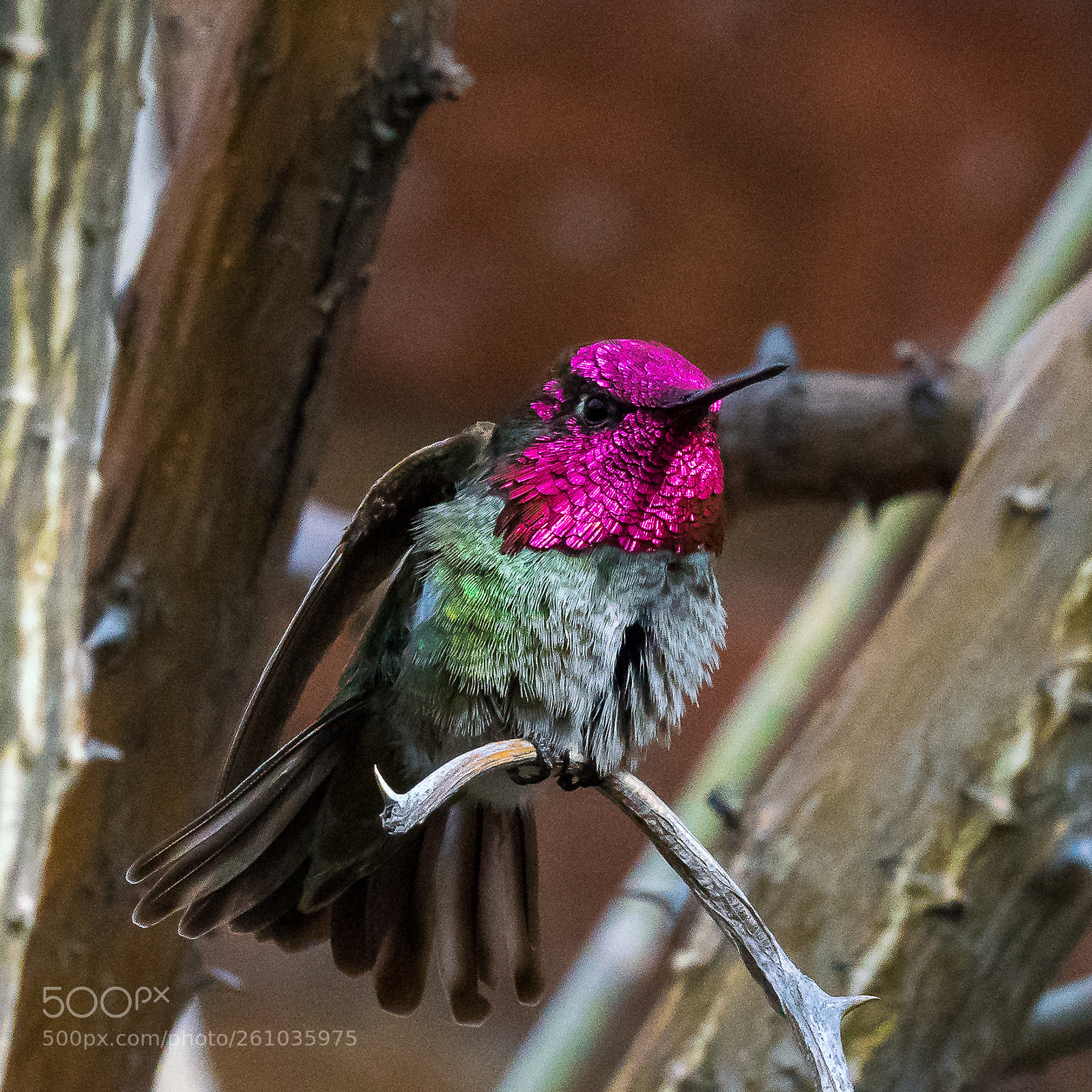 Sony a7R III sample photo. Angry bird photography