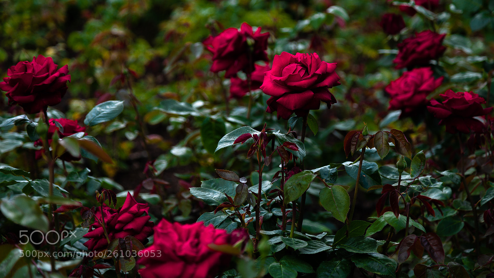Canon EOS 6D sample photo. A rose bush photography