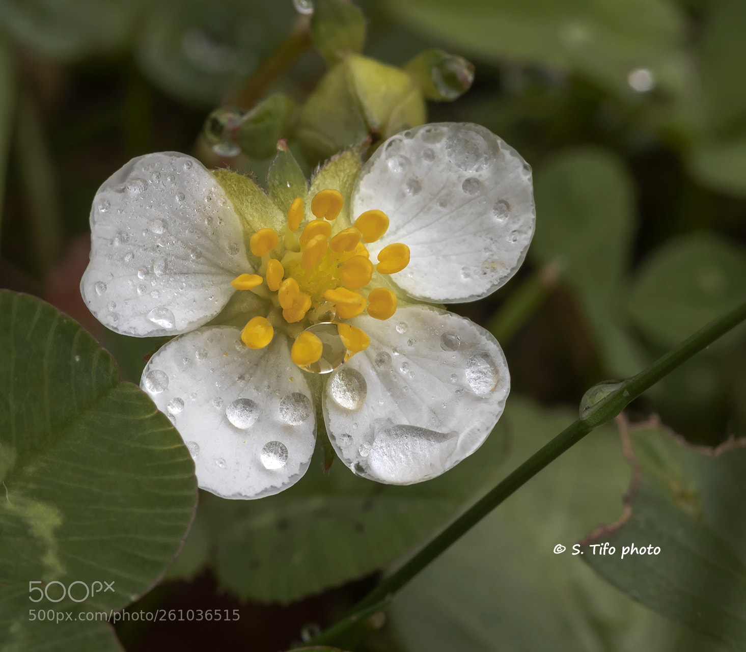 Canon EOS 80D sample photo. After the rain ... photography