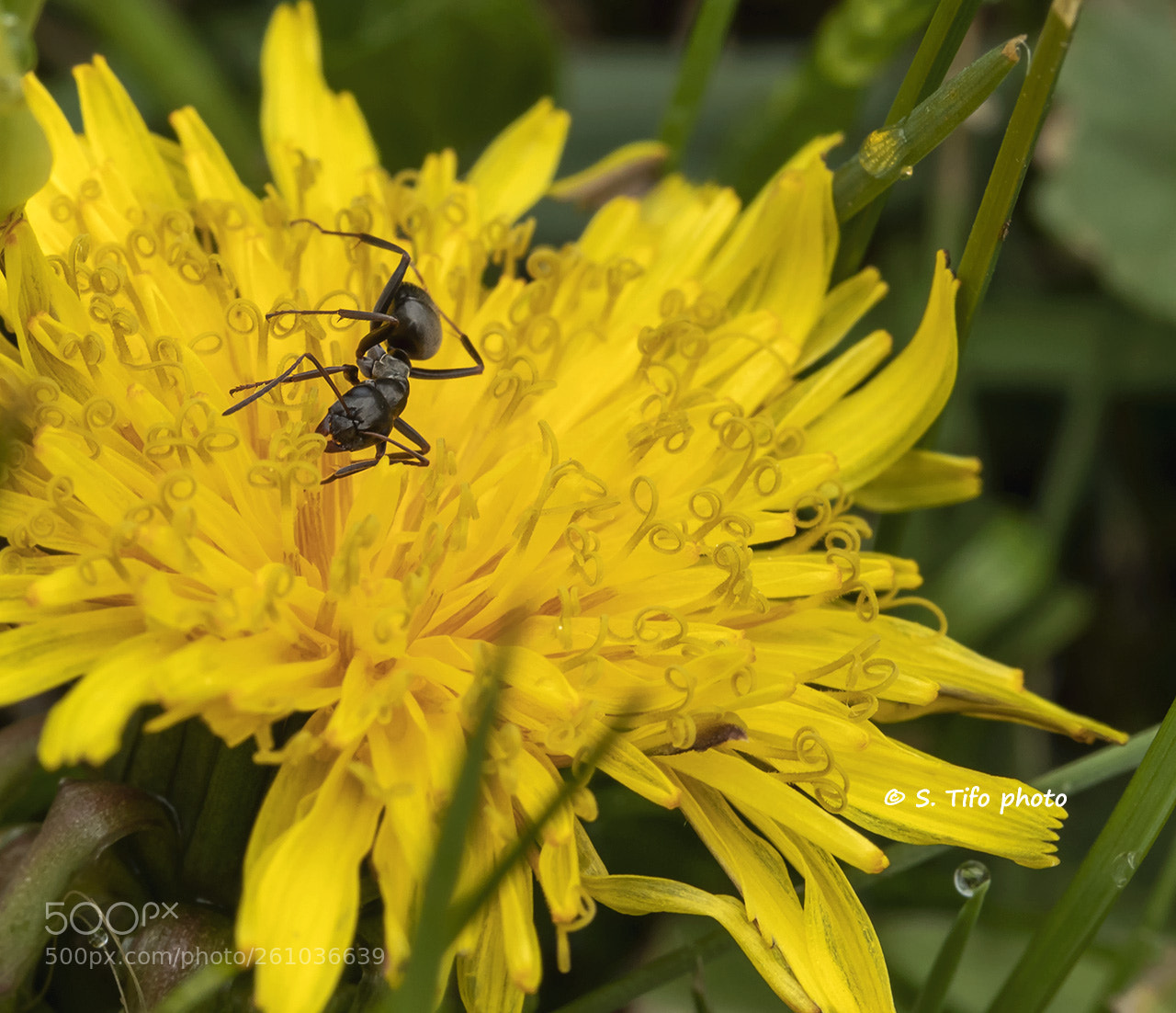 Canon EOS 80D sample photo. Ballad of the ant .. photography