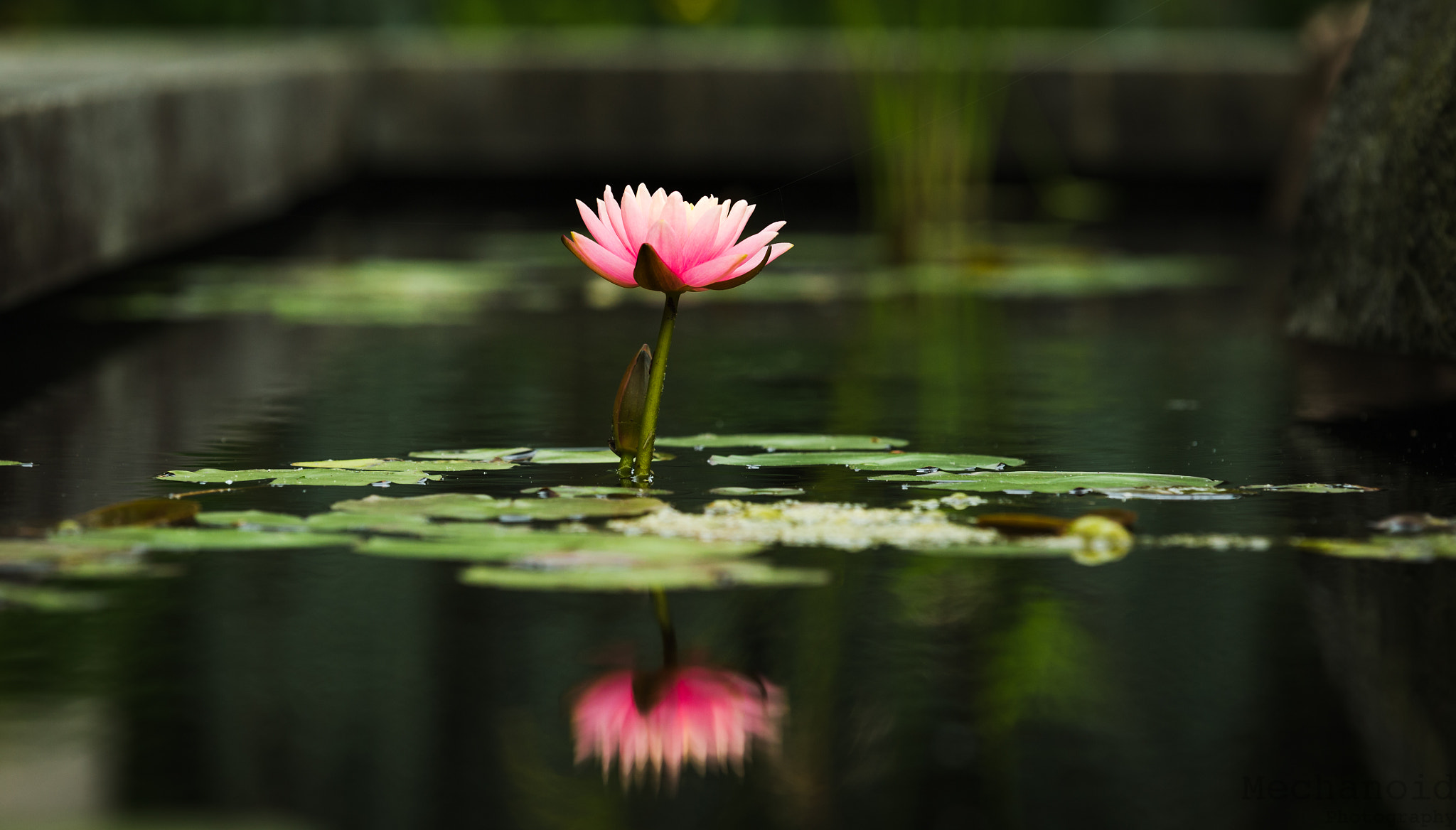 Canon EOS-1D C sample photo. Flower amongst lilypads photography