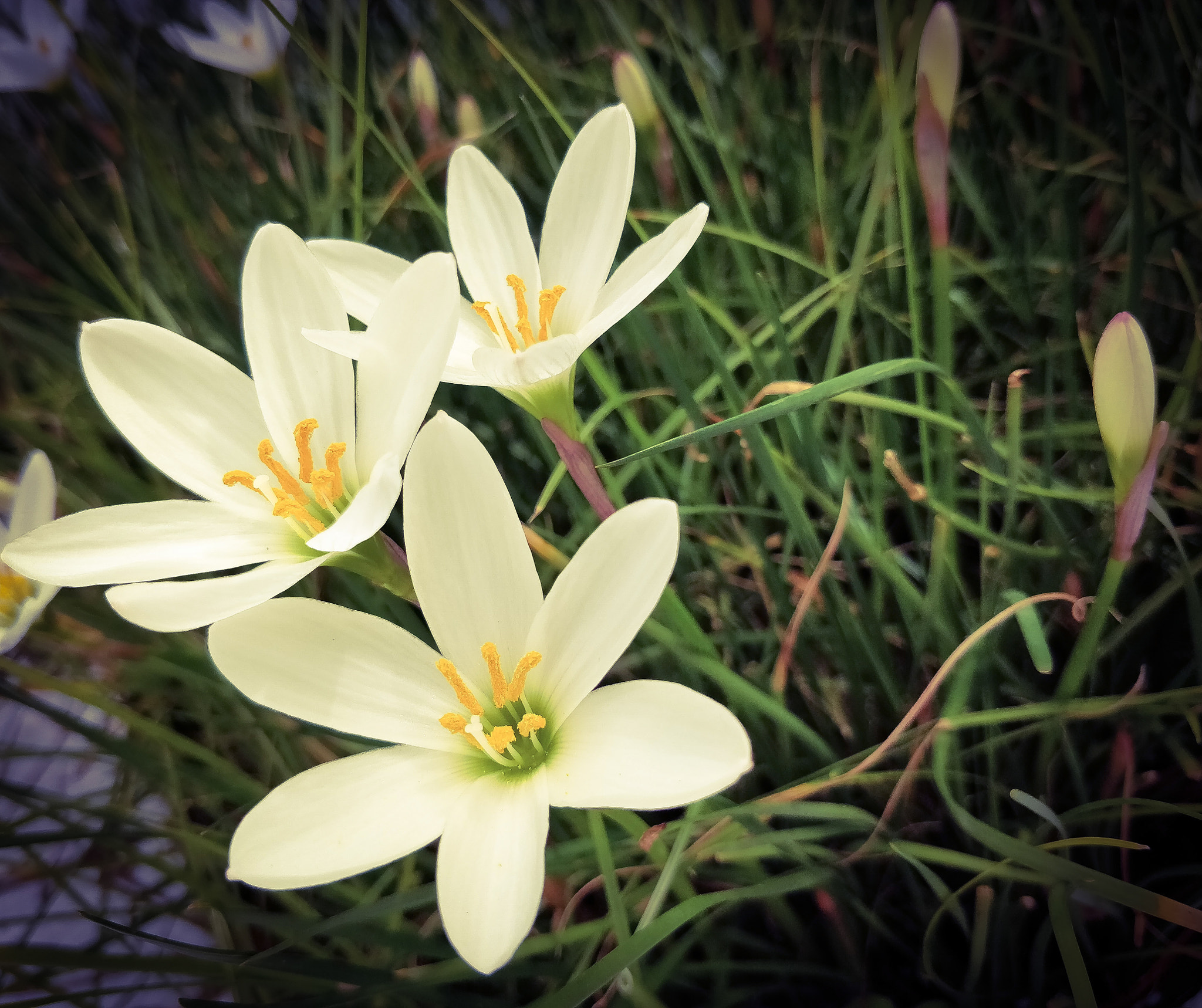 OnePlus 5T sample photo. The blooming flowers photography