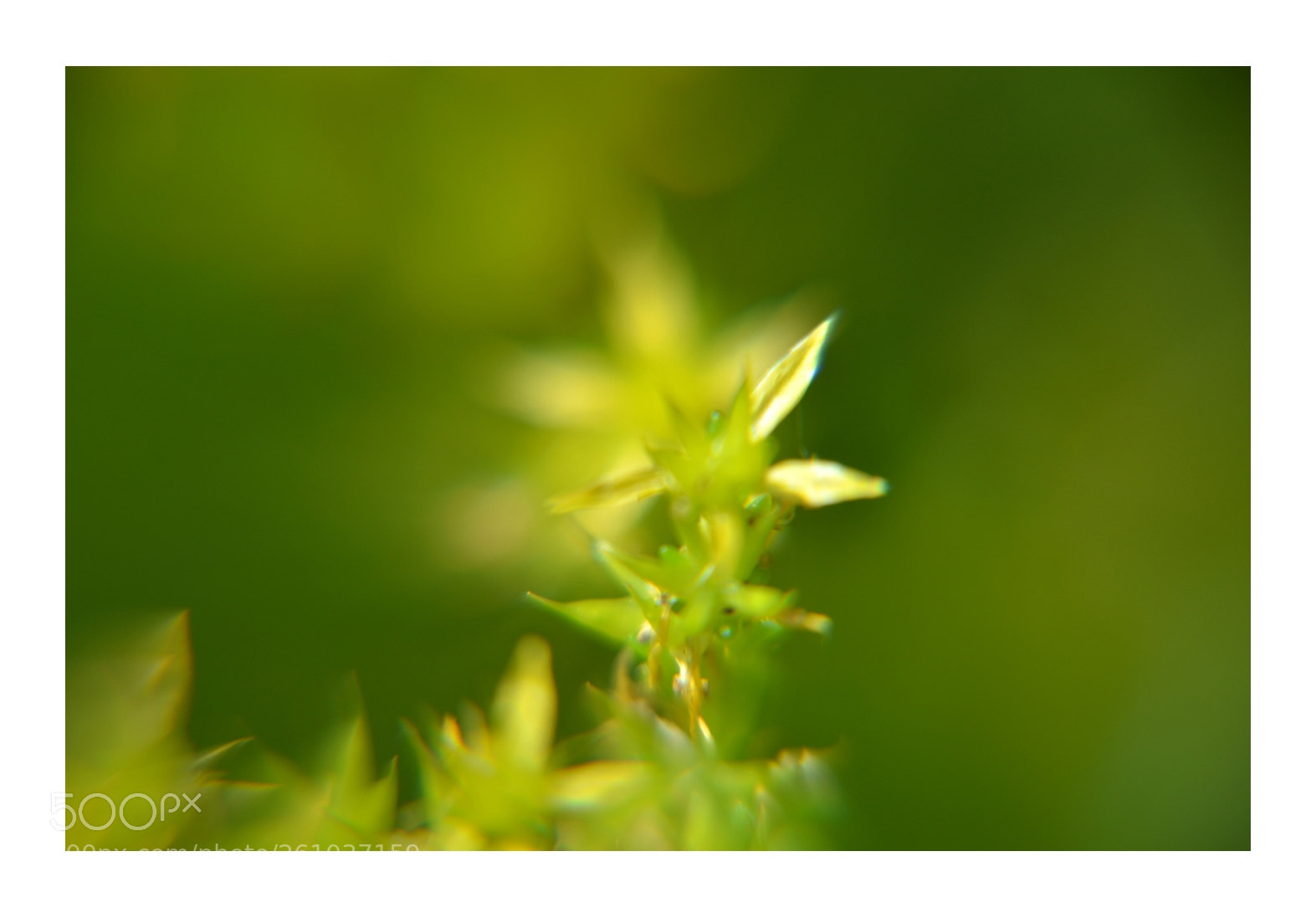 Nikon D7000 sample photo. Summer blooms - no3 photography