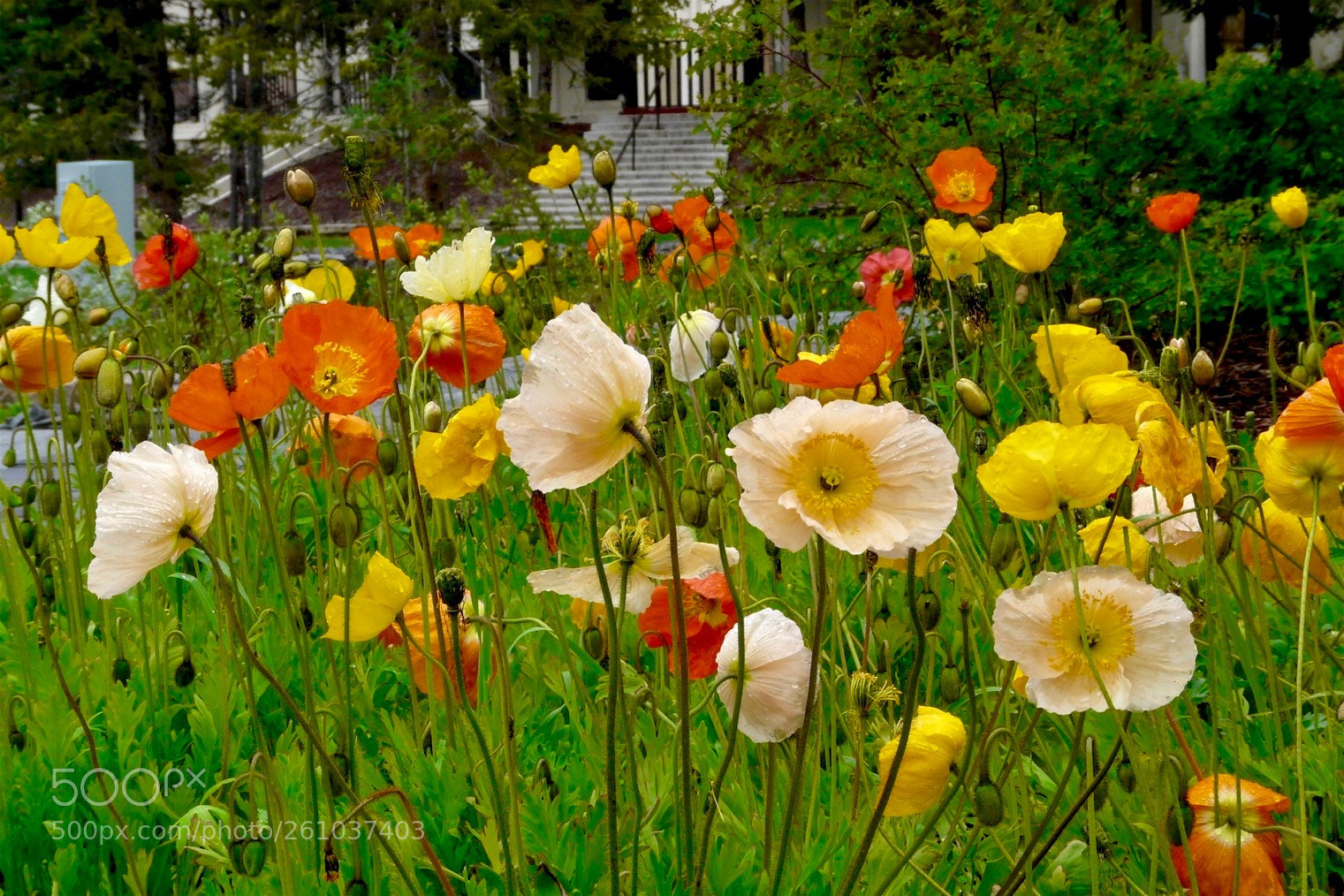 Panasonic DMC-FZ18 sample photo. Iceland poppies photography