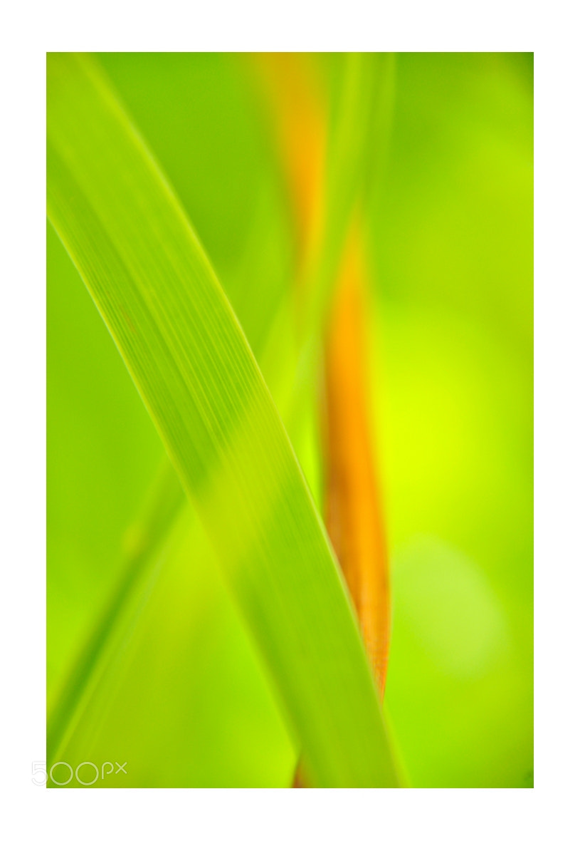 Nikon D5000 sample photo. Summer plants photography