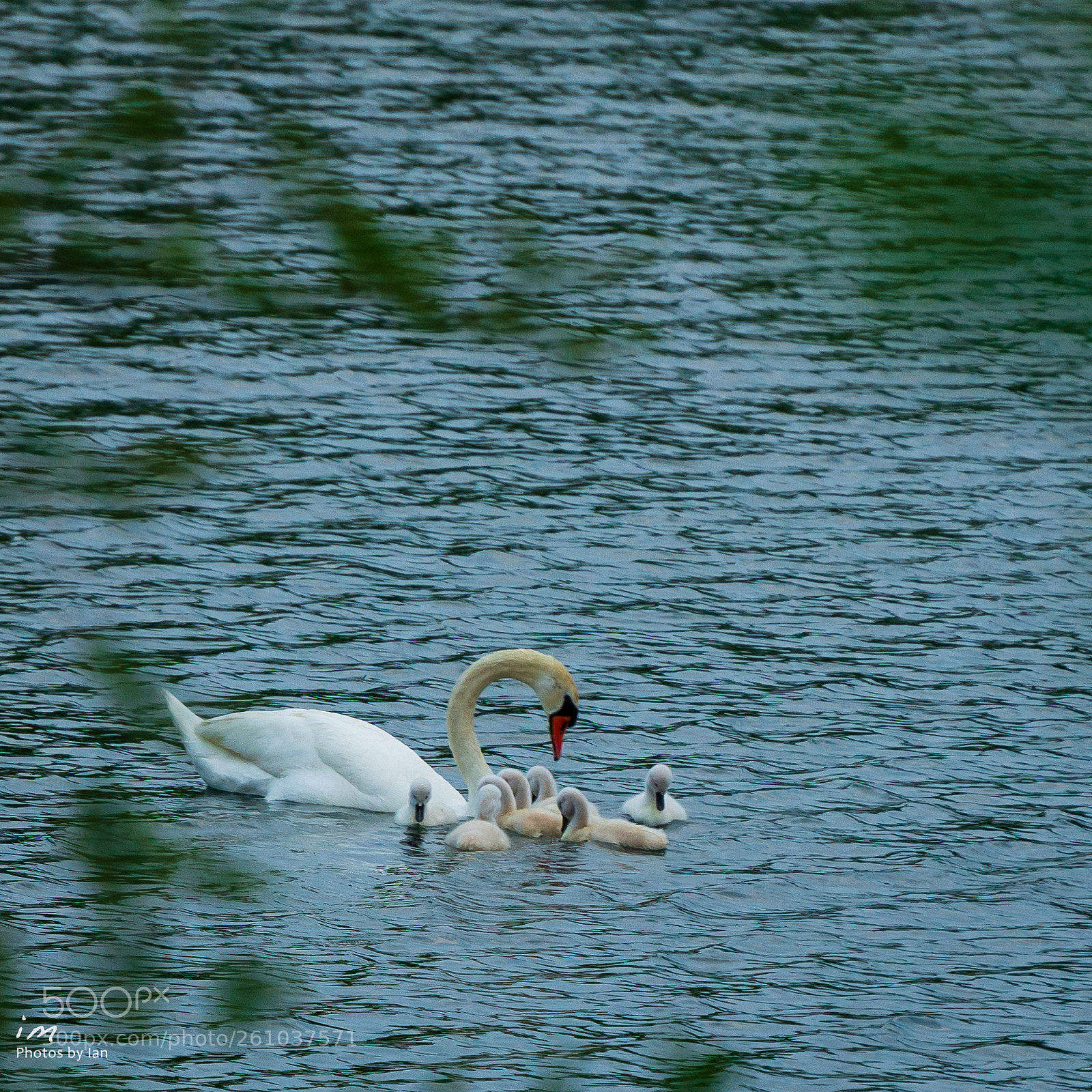 Nikon D610 sample photo. Seven cygnets photography