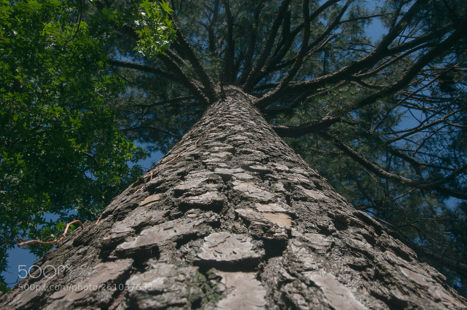 Nikon D90 sample photo. Upward perspective of tree photography