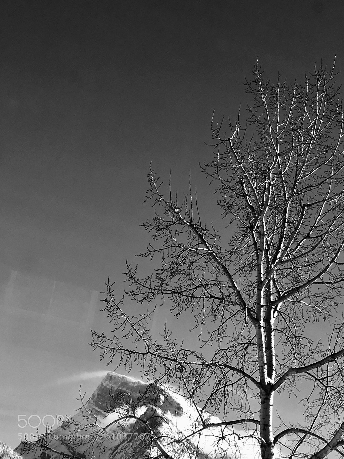Apple iPhone 6s sample photo. Tree and a mountain  photography