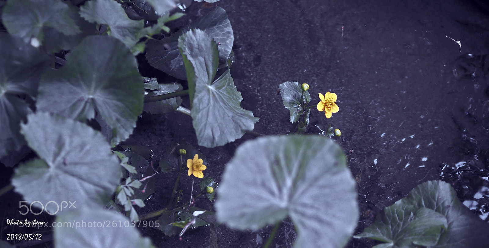 Olympus OM-D E-M10 sample photo. Noise flower photography