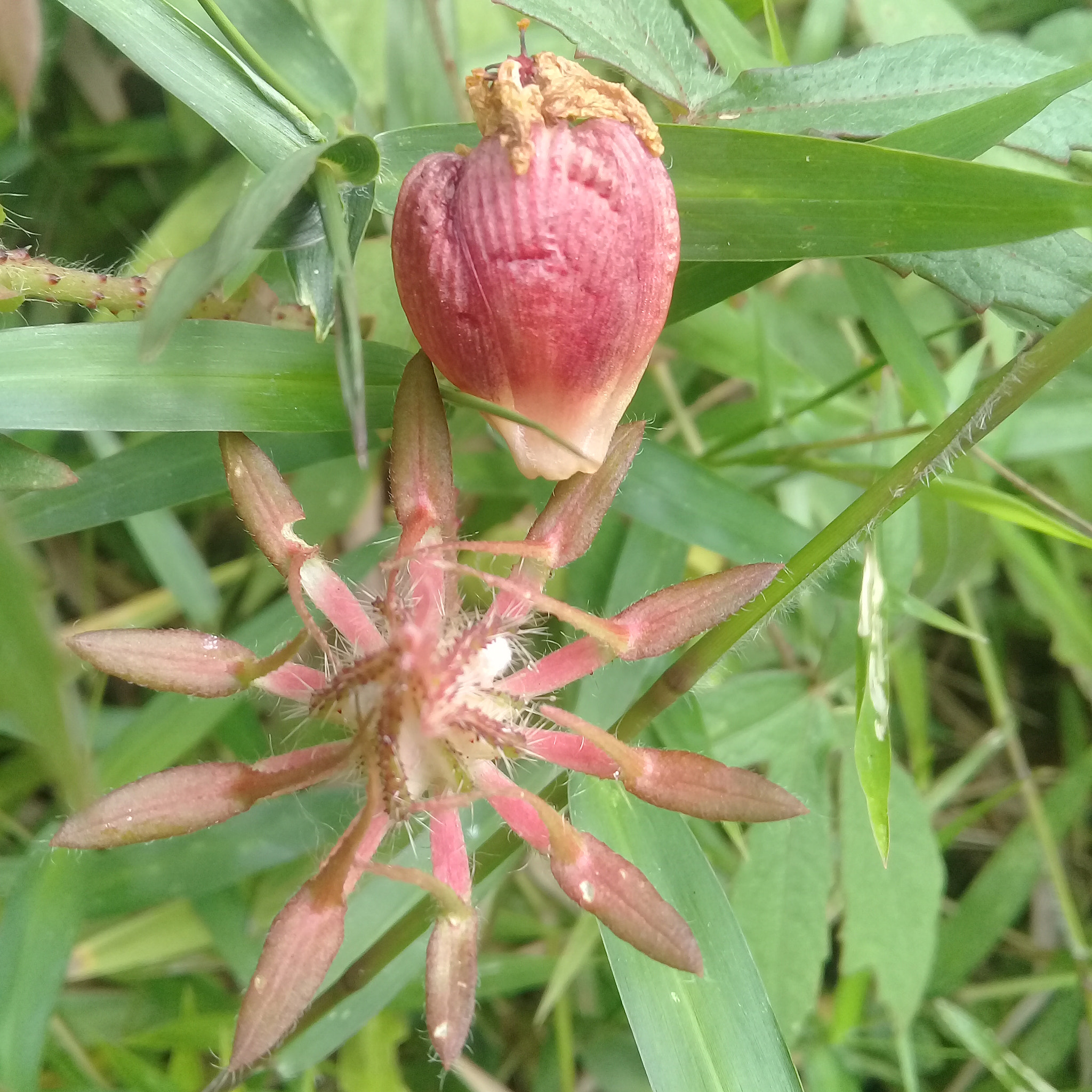 Samsung Galaxy J2 Prime sample photo. Pretty flower photography