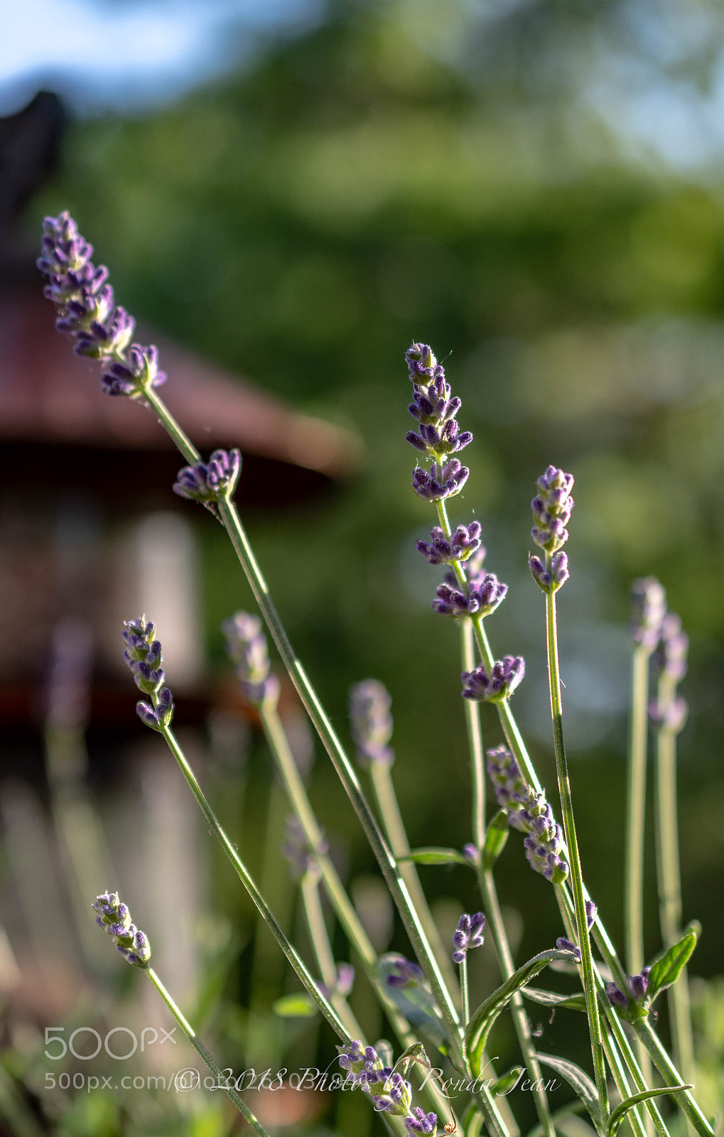 Nikon D500 sample photo. Untitled photography