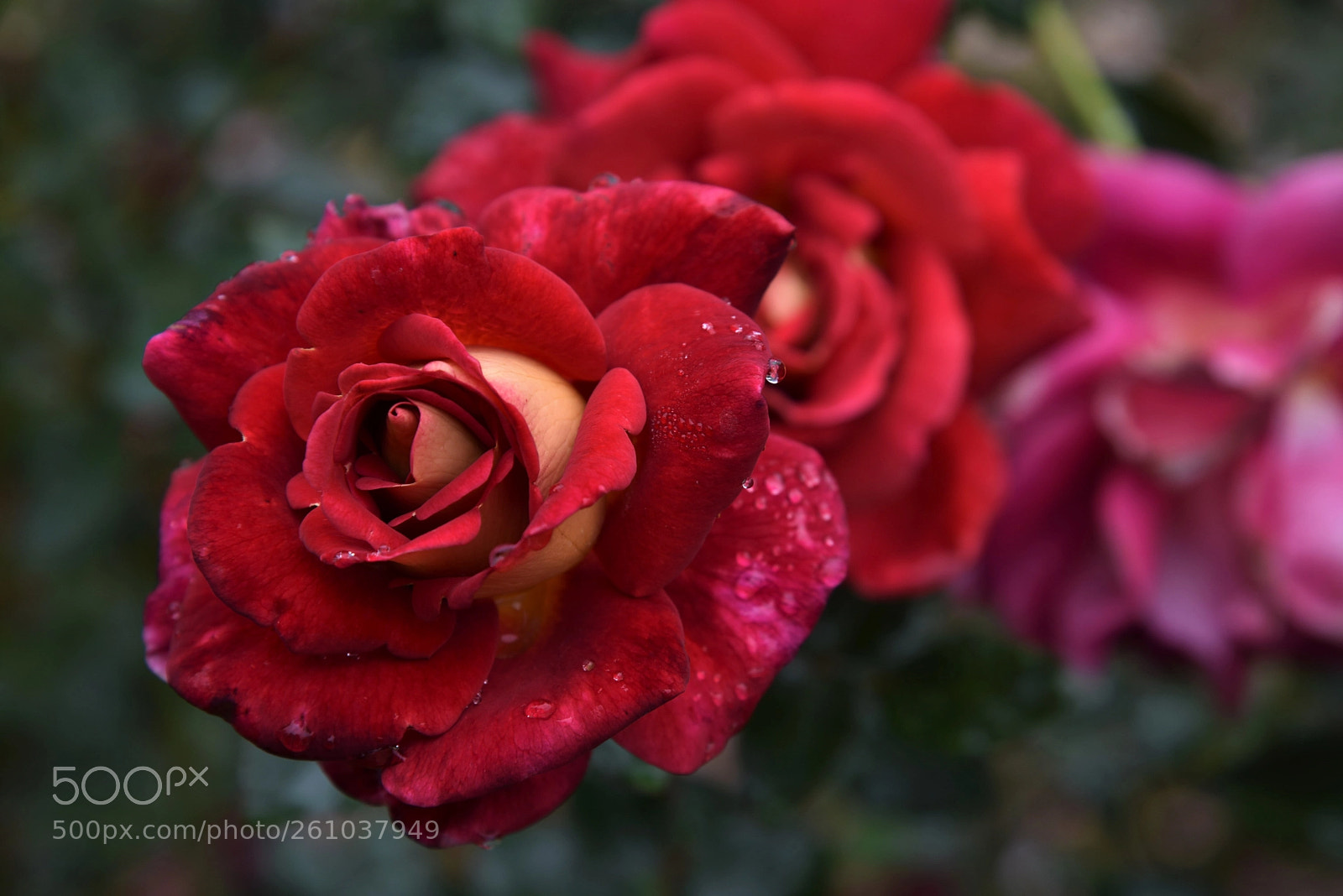 Nikon D750 sample photo. Red roses photography