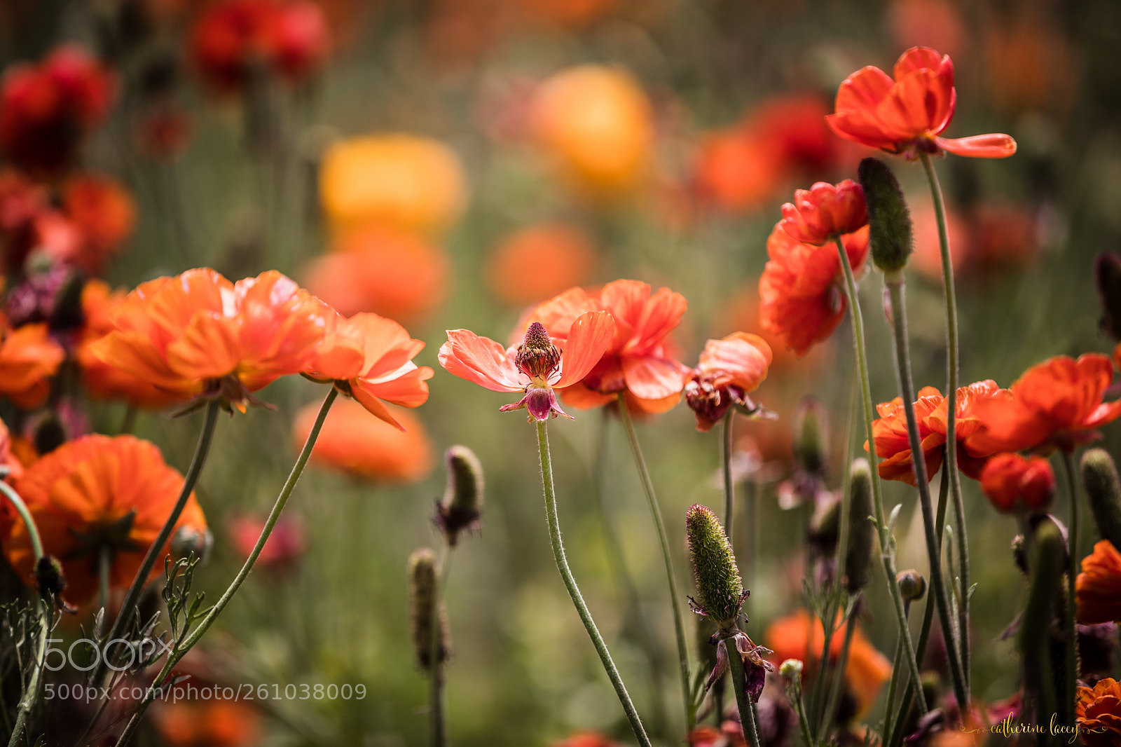 Canon EOS 5D Mark IV sample photo. Ranunculus photography