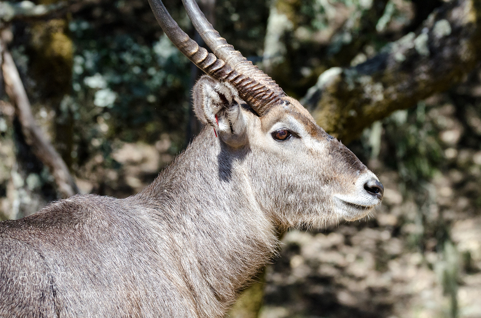 Nikon D7000 sample photo. Roan antelope photography