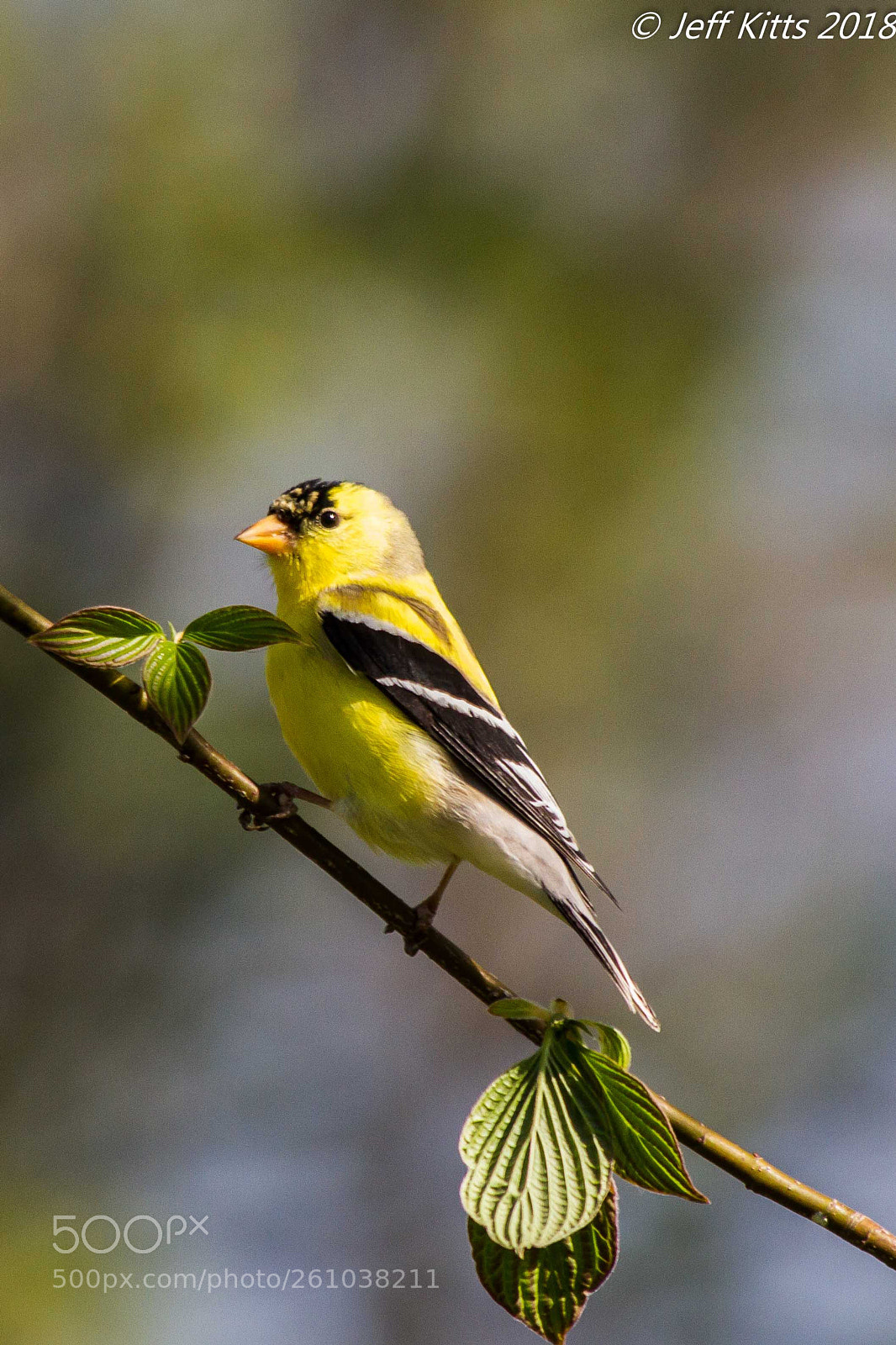 Canon EOS 7D sample photo. 7860- goldfinch # 40 photography