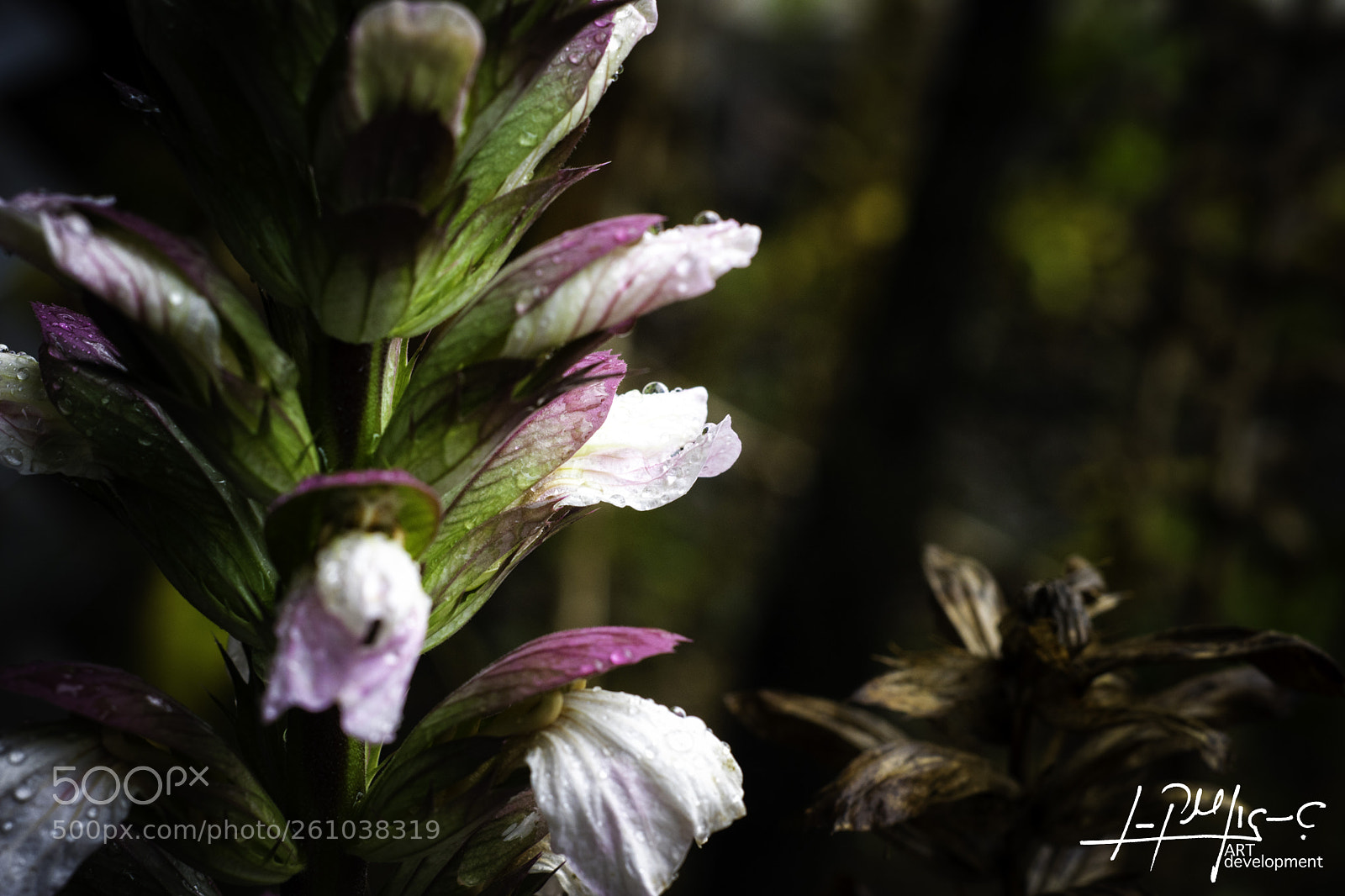 Nikon D5600 sample photo. Silvester flower photography