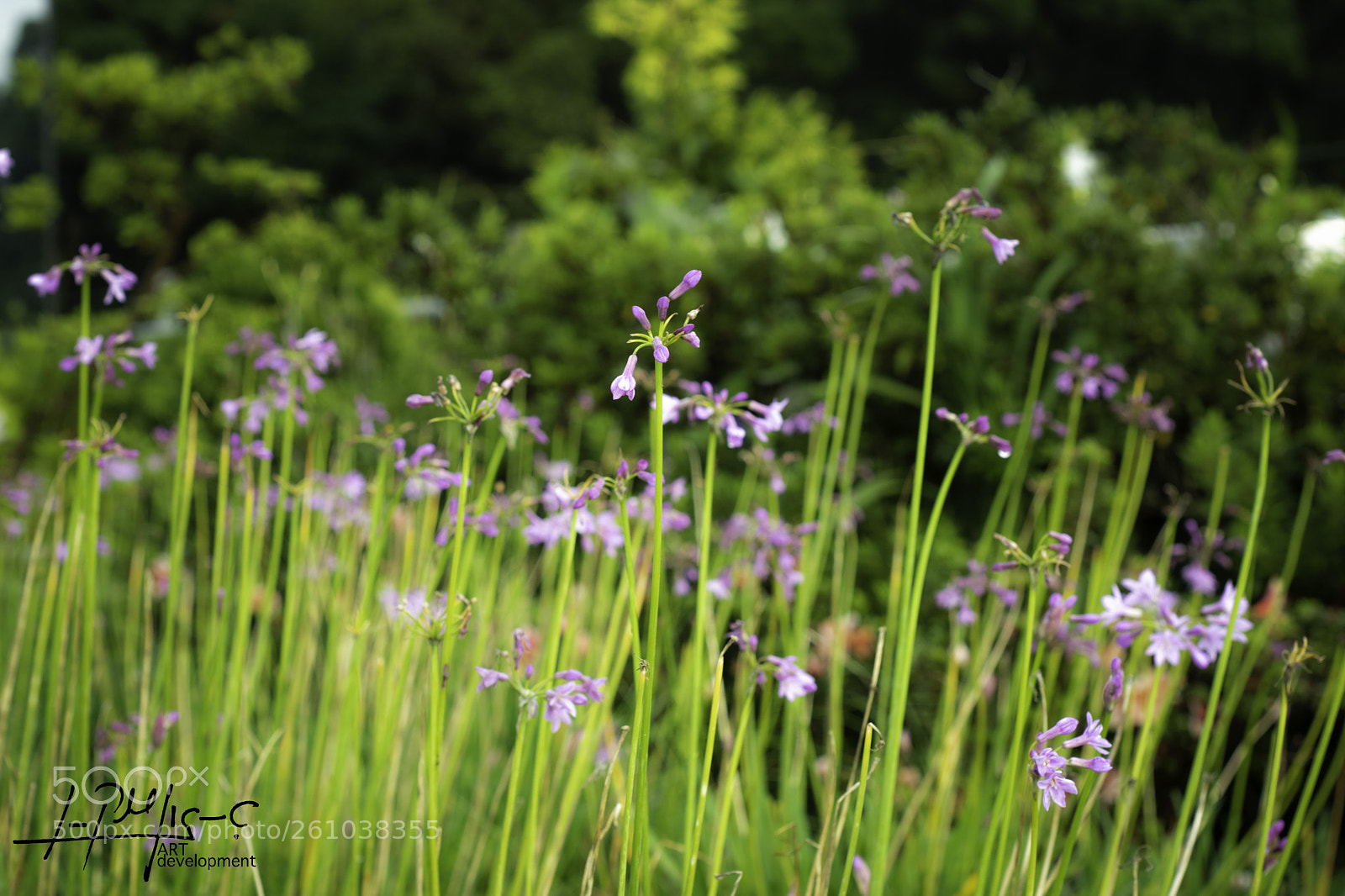 Nikon D5600 sample photo. Purple garden photography