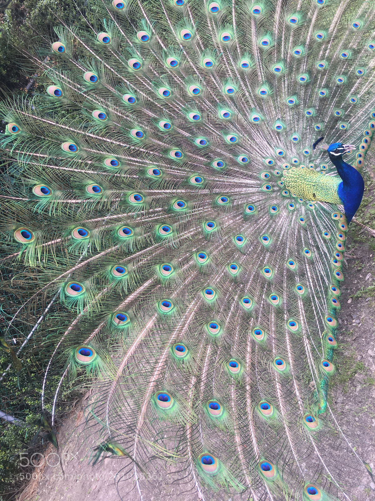 Apple iPhone 6s sample photo. Peacock photography