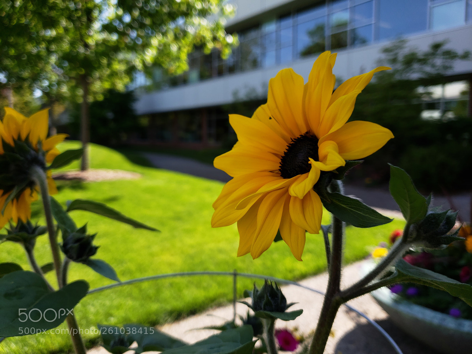 Samsung Galaxy S9 sample photo. Sunny gaze photography
