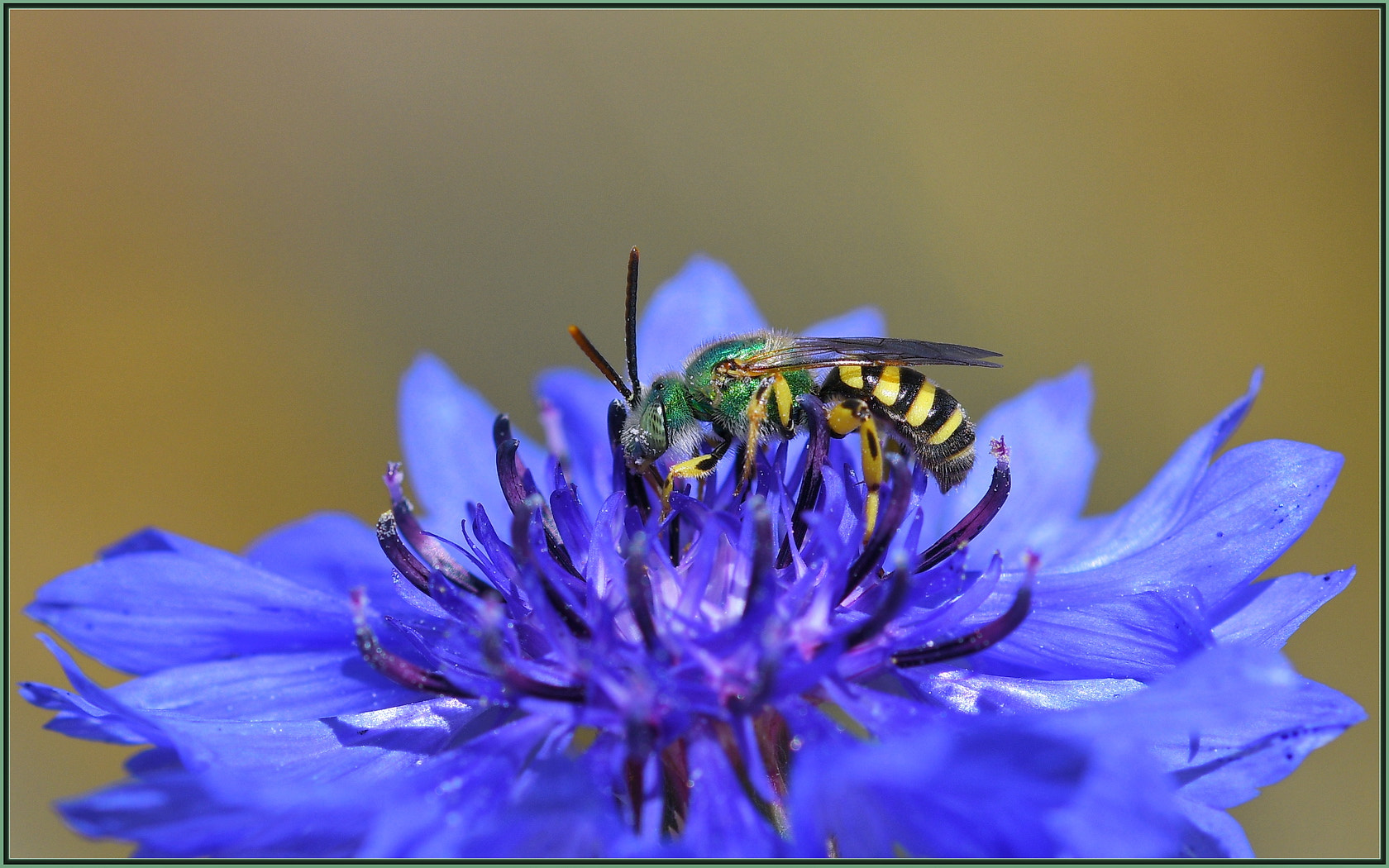 Sigma 105mm F2.8 EX DG OS HSM sample photo. Happy bee photography