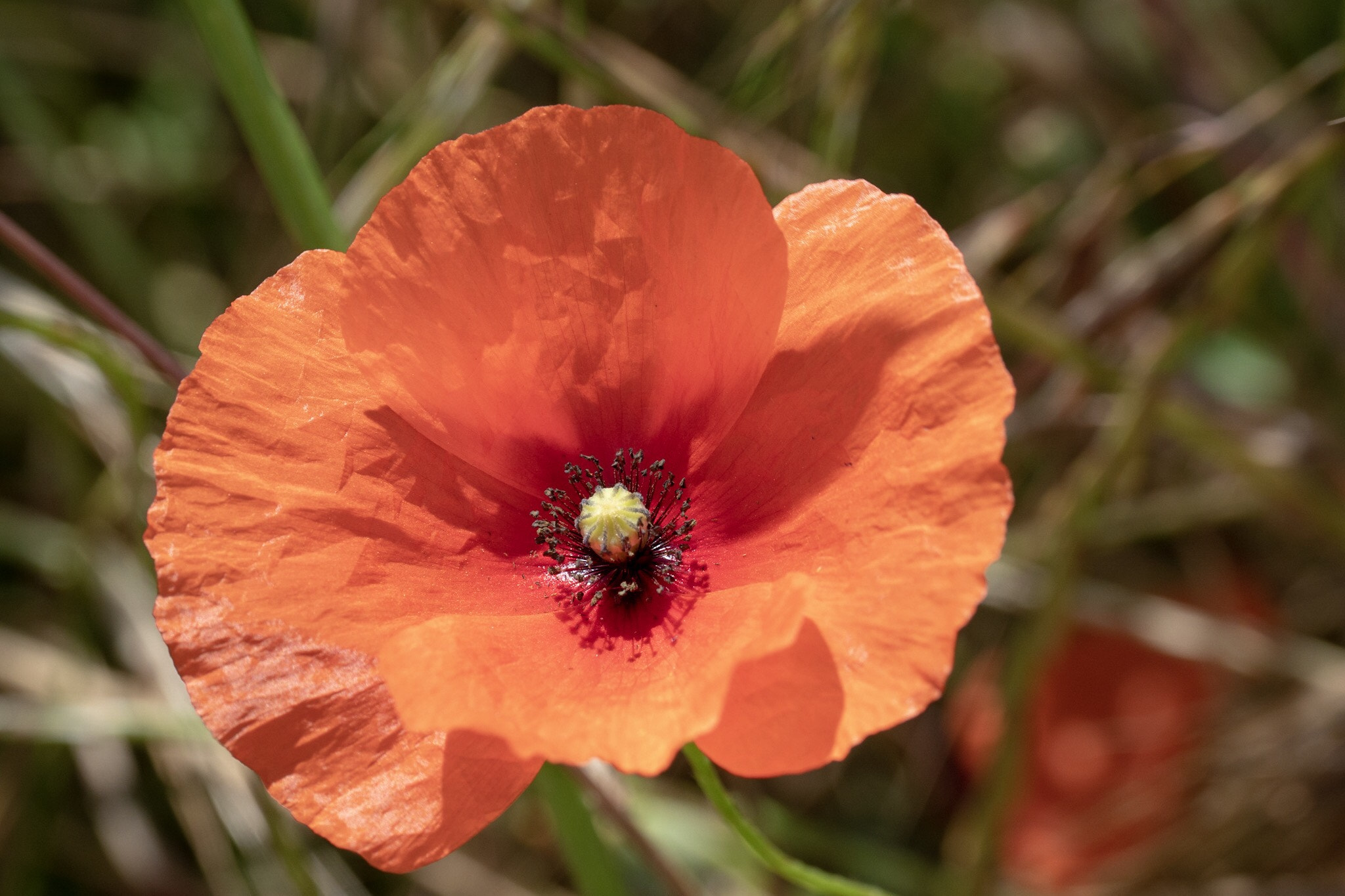 Olympus PEN-F sample photo. Mohnblume photography