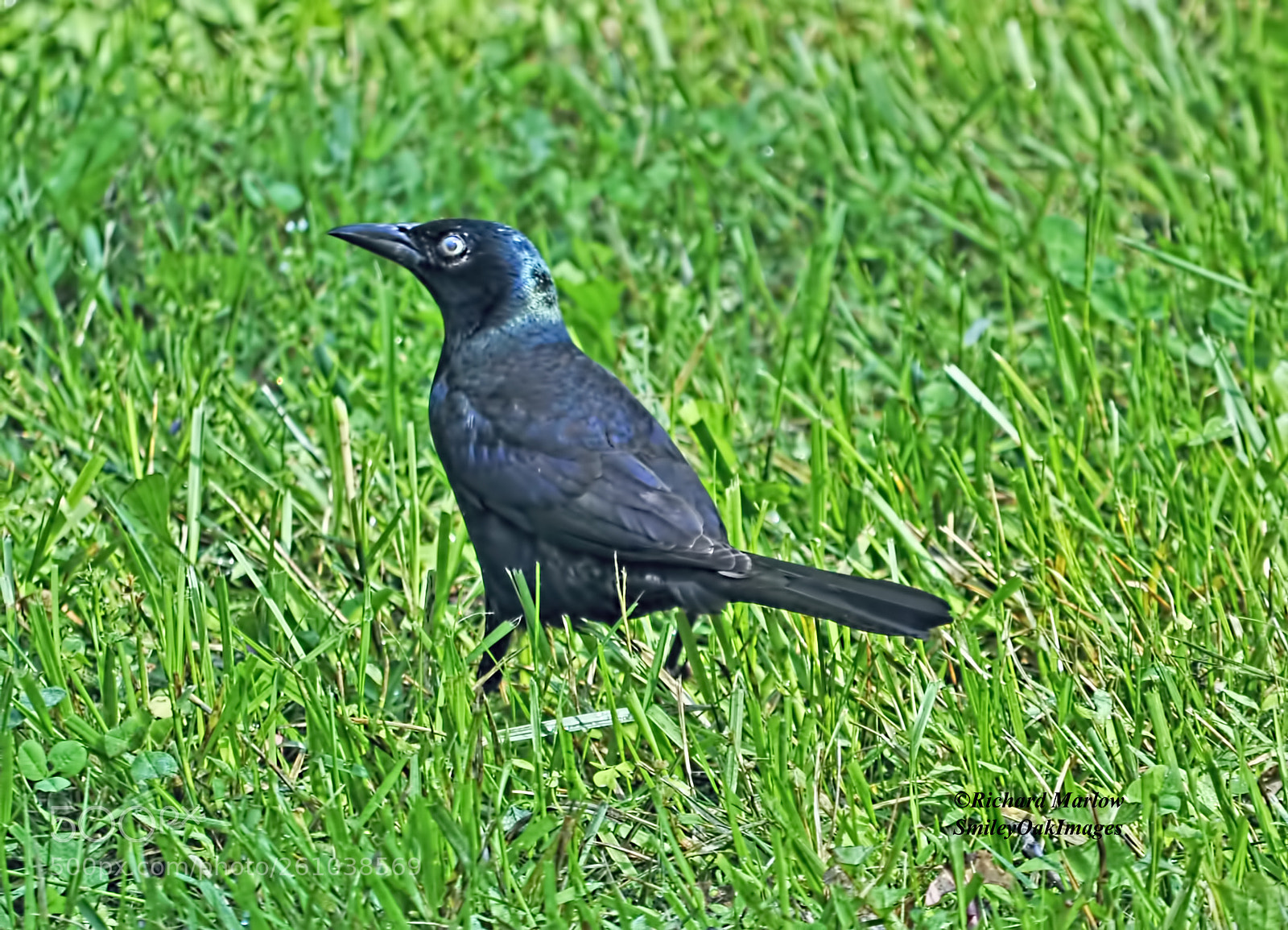 Nikon D5000 sample photo. Black bird photography